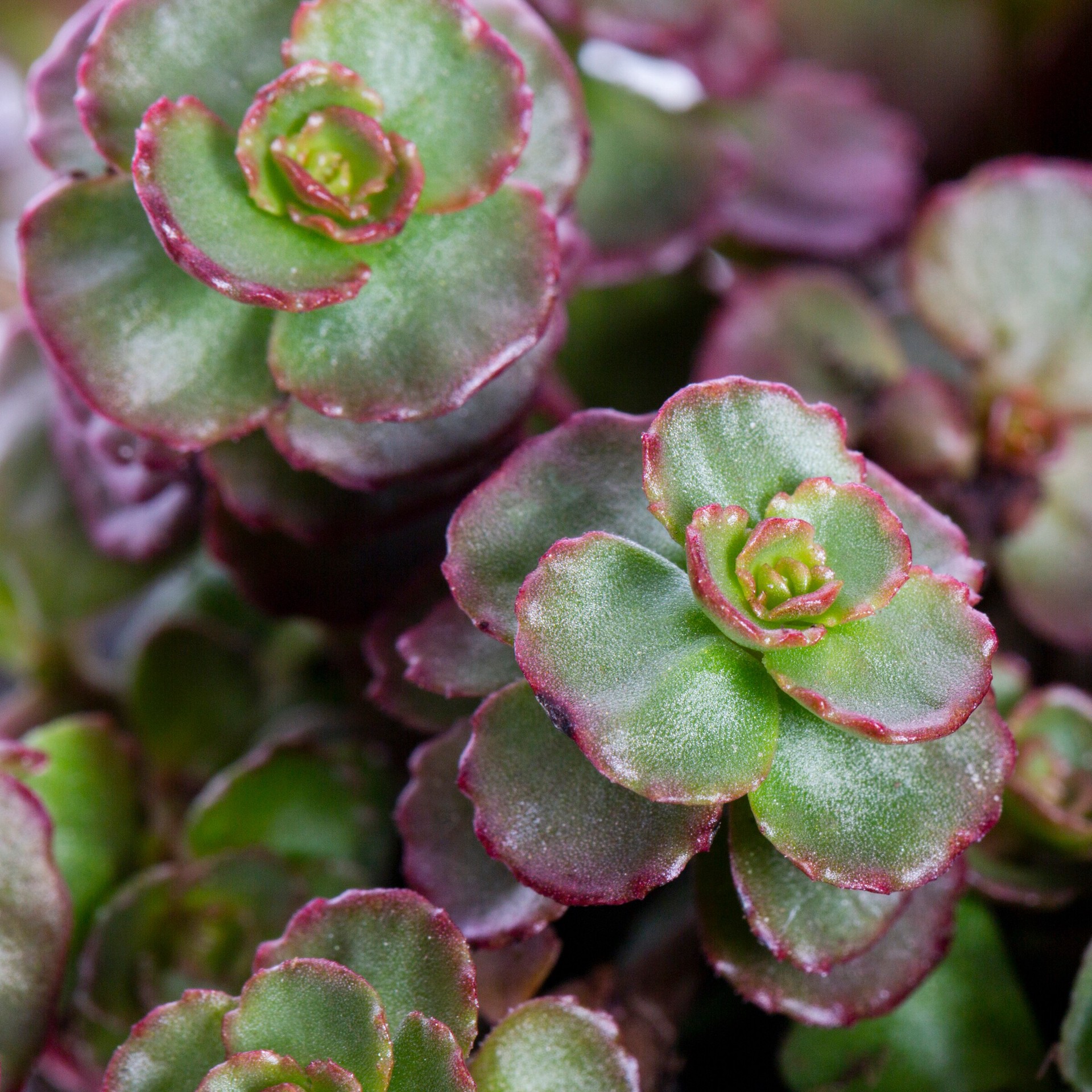 slide 2 of 2, Lowe's Stonecrop in Pot, 1 ct