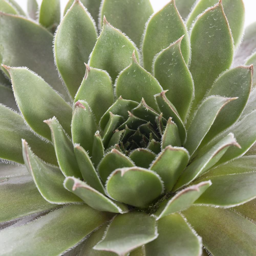 slide 2 of 2, Lowe's 1-Pint Hardy Hens and Chicks in Pot, 1 ct