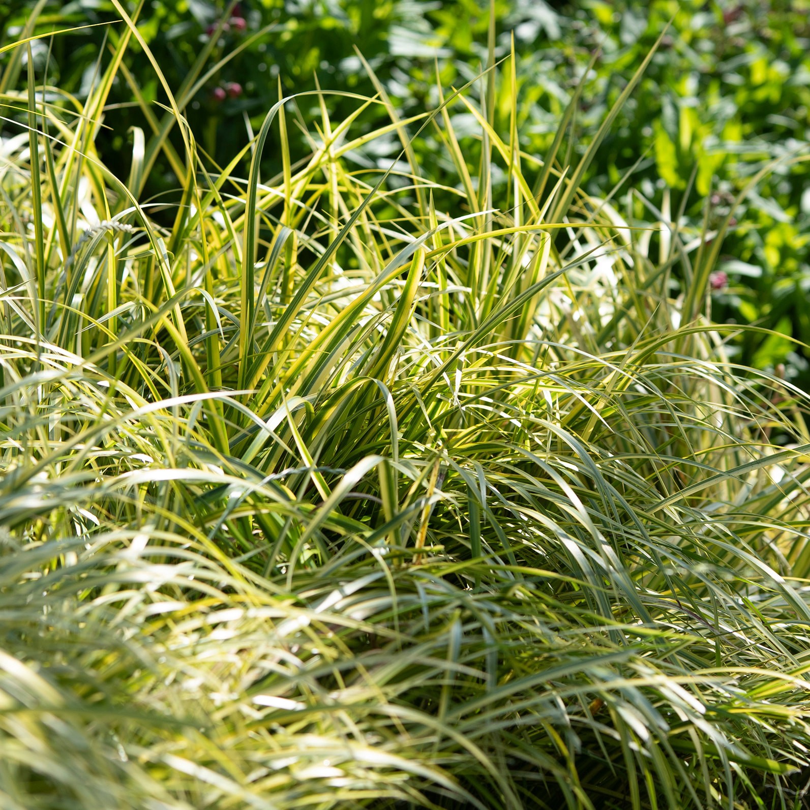 slide 2 of 4, Lowe's Sweet Flag Grass Plant in 2 -Quart Pot, 1 ct