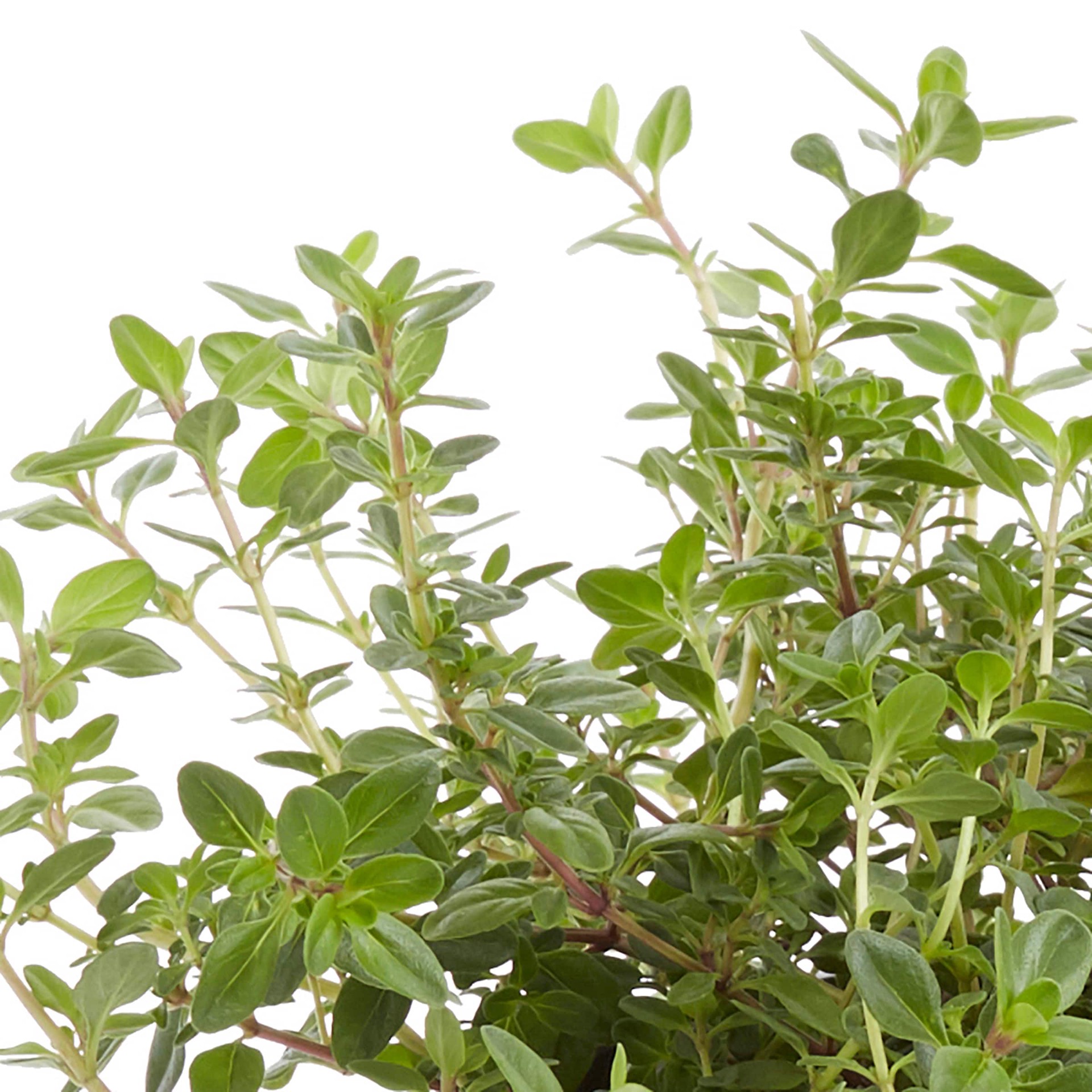 slide 2 of 2, Lowe's Pink Creeping Thyme Plant in 1-Pint Pot, 1 ct