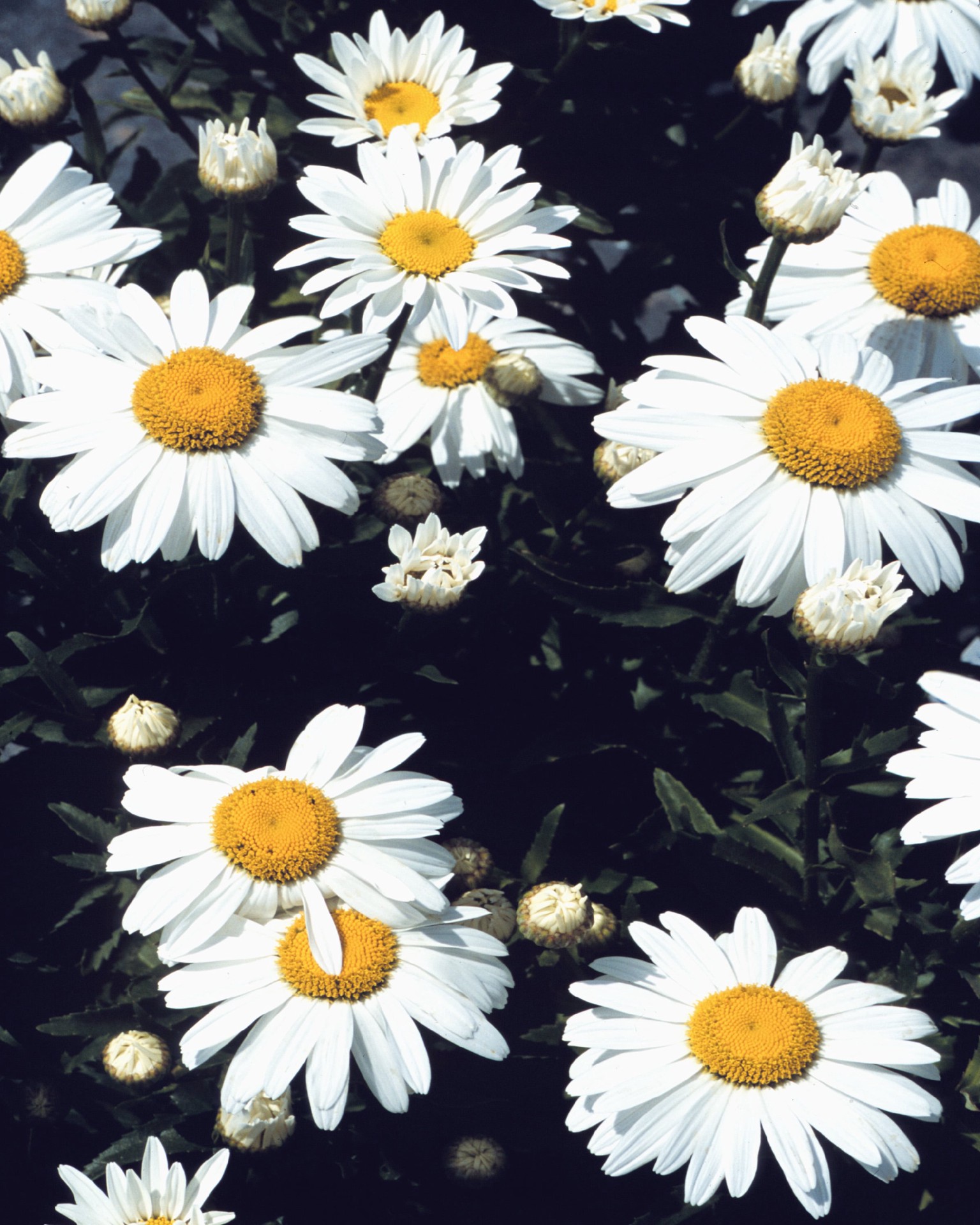 slide 2 of 4, Lowe's Multicolor Shasta Daisy Plant in 1.5 -Gallon Pot 1.0 -Pack, 1 ct