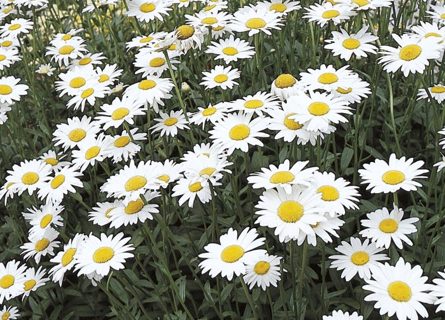 slide 1 of 4, Lowe's Multicolor Shasta Daisy Plant in 1.5 -Gallon Pot 1.0 -Pack, 1 ct