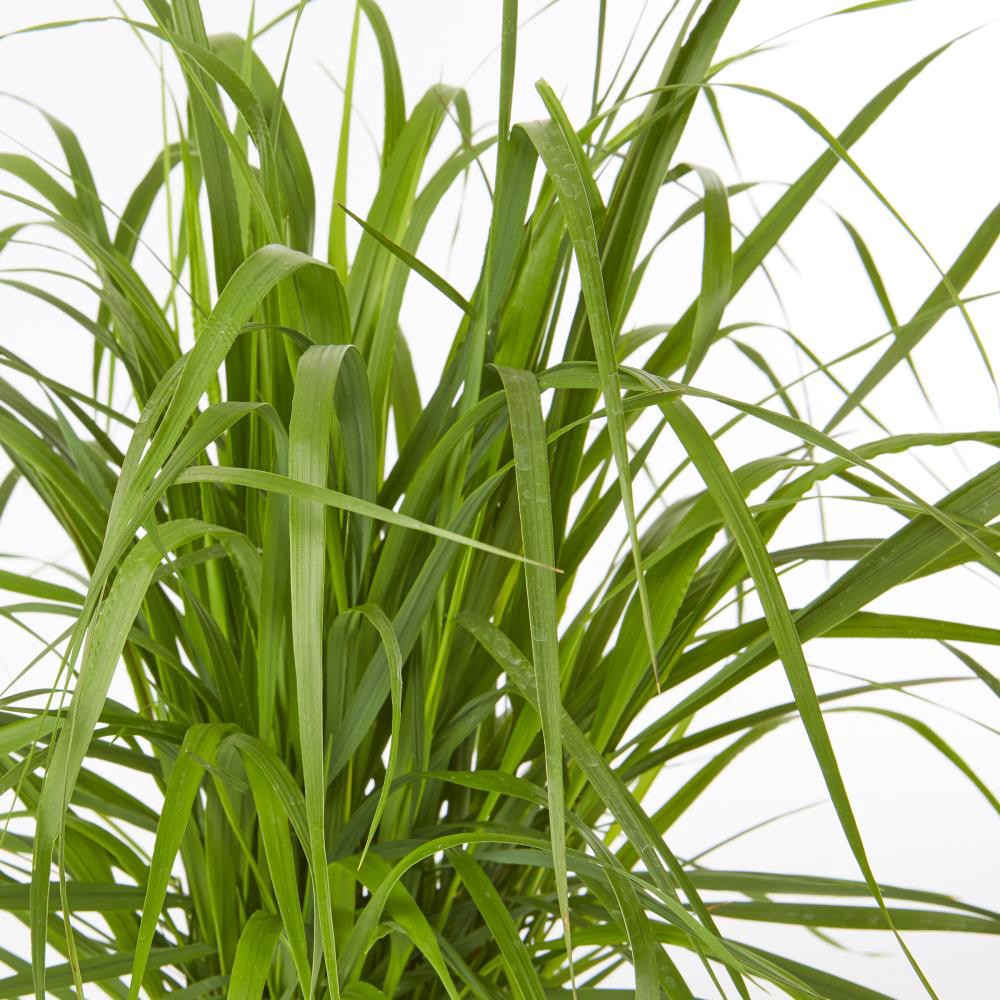 slide 2 of 2, Lowe's 2.5-Quart Feather Reed Grass in Pot, 1 ct