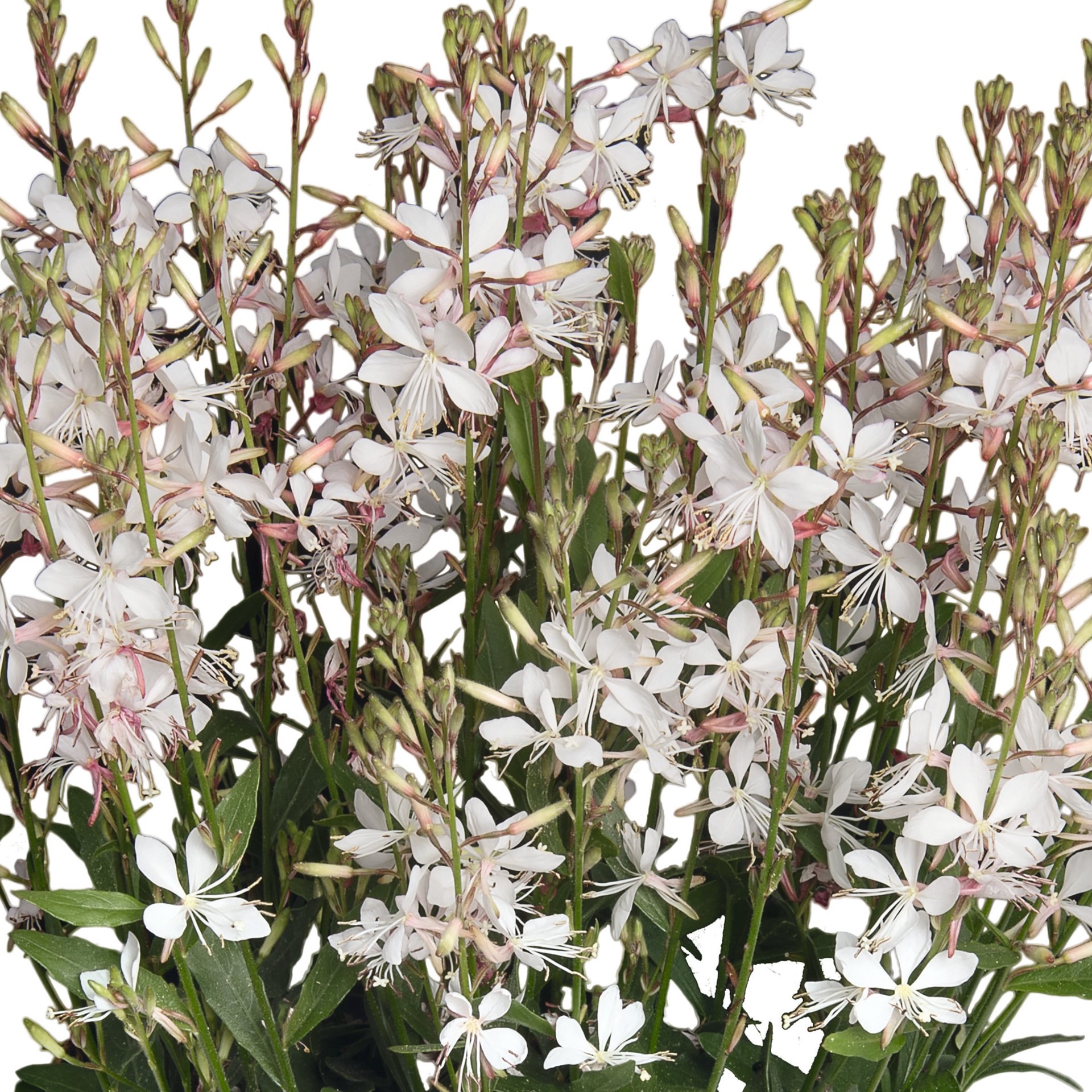 slide 3 of 5, Lowe's Multicolor Gaura Plant in 1.5 -Gallon Pot 1.0 -Pack, 1 ct