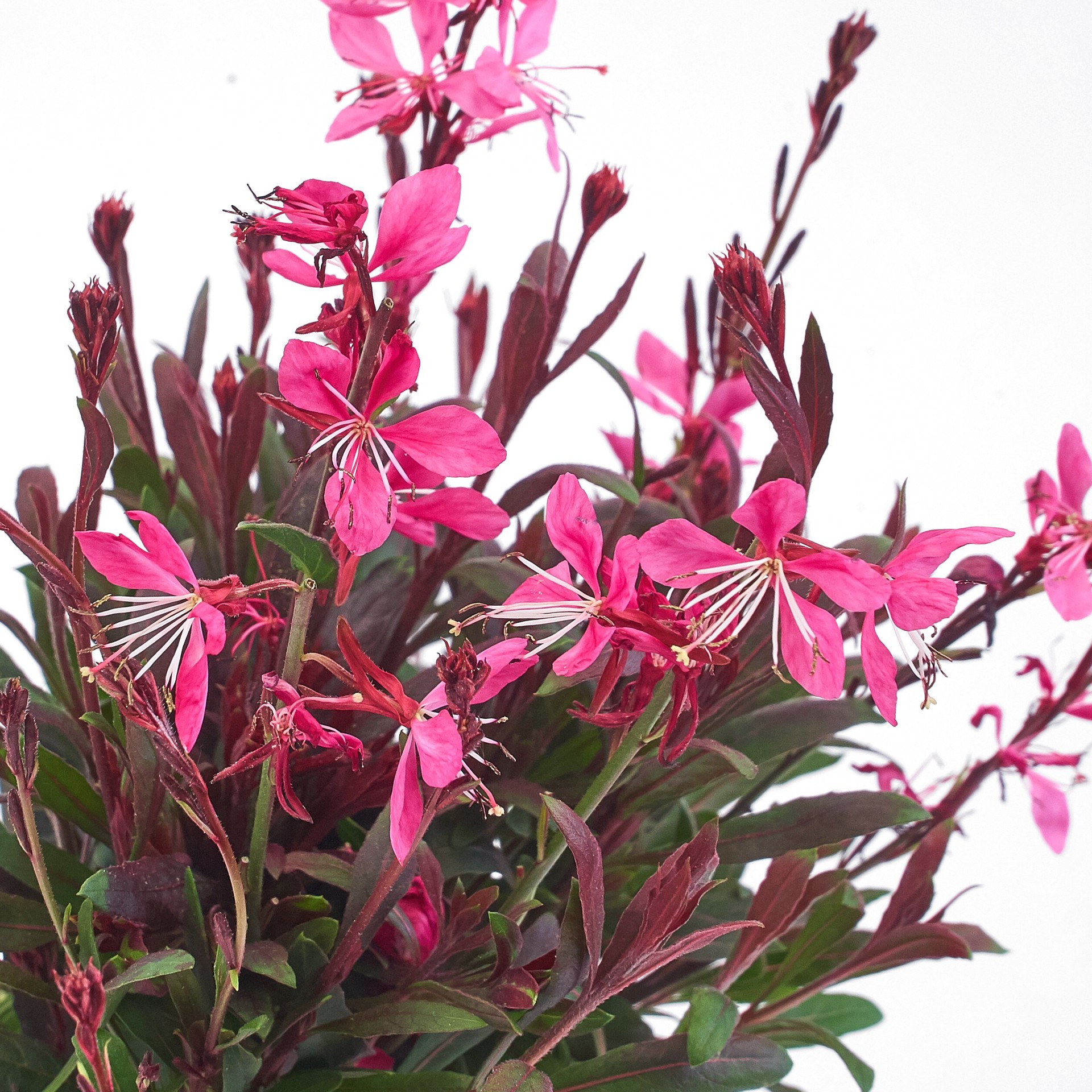 slide 4 of 5, Lowe's Multicolor Gaura Plant in 1.5 -Gallon Pot 1.0 -Pack, 1 ct