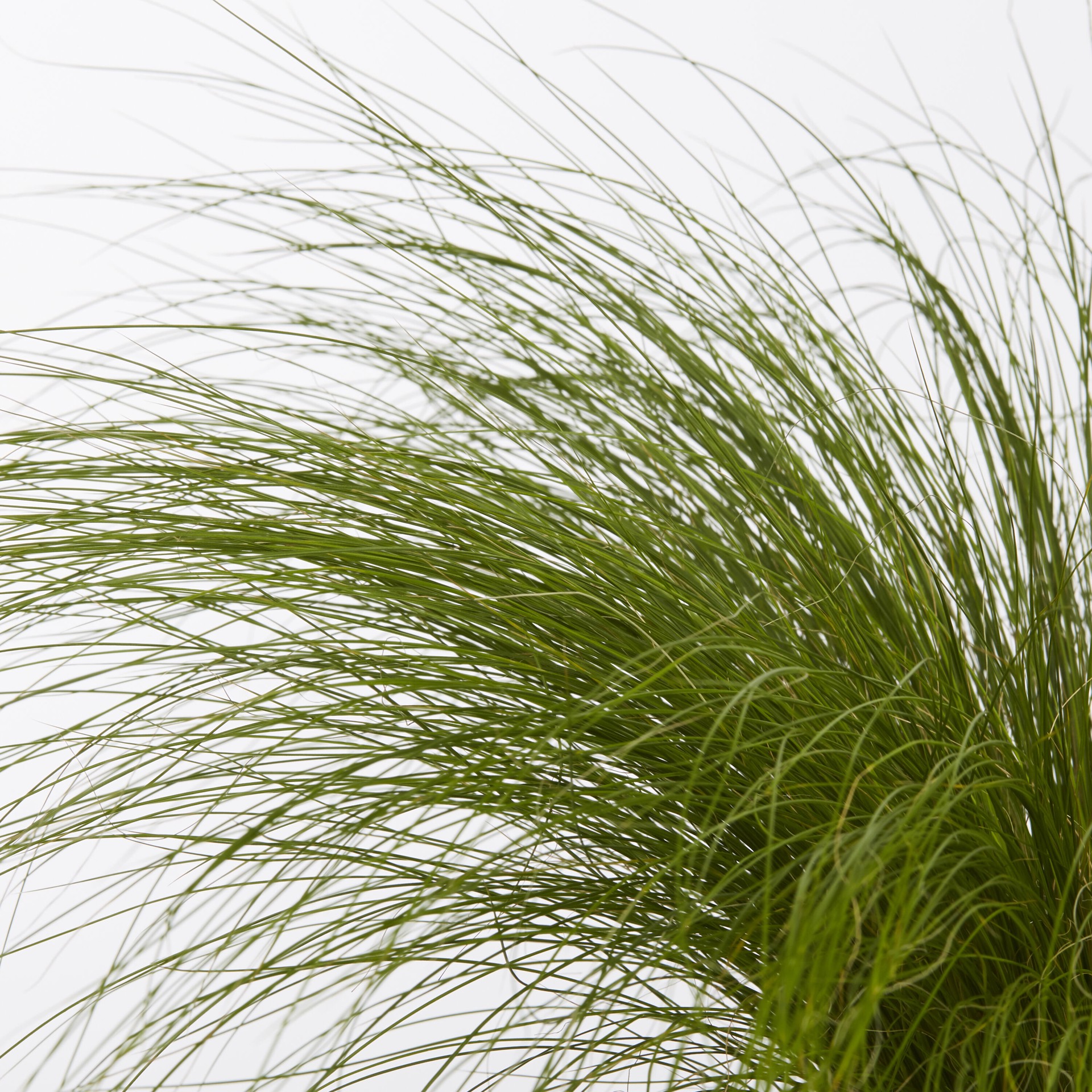 slide 2 of 4, Lowe's Feather Grass Plant in 2 -Quart Pot, 1 ct