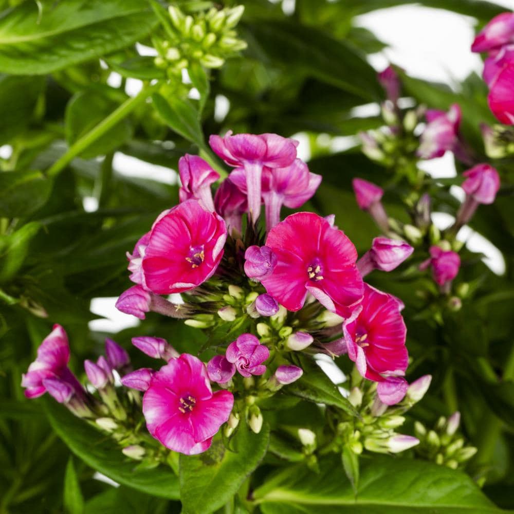 slide 2 of 4, Lowe's Multicolor Garden Phlox Plant in 1.5 -Gallon Pot 1 -Pack, 1 ct