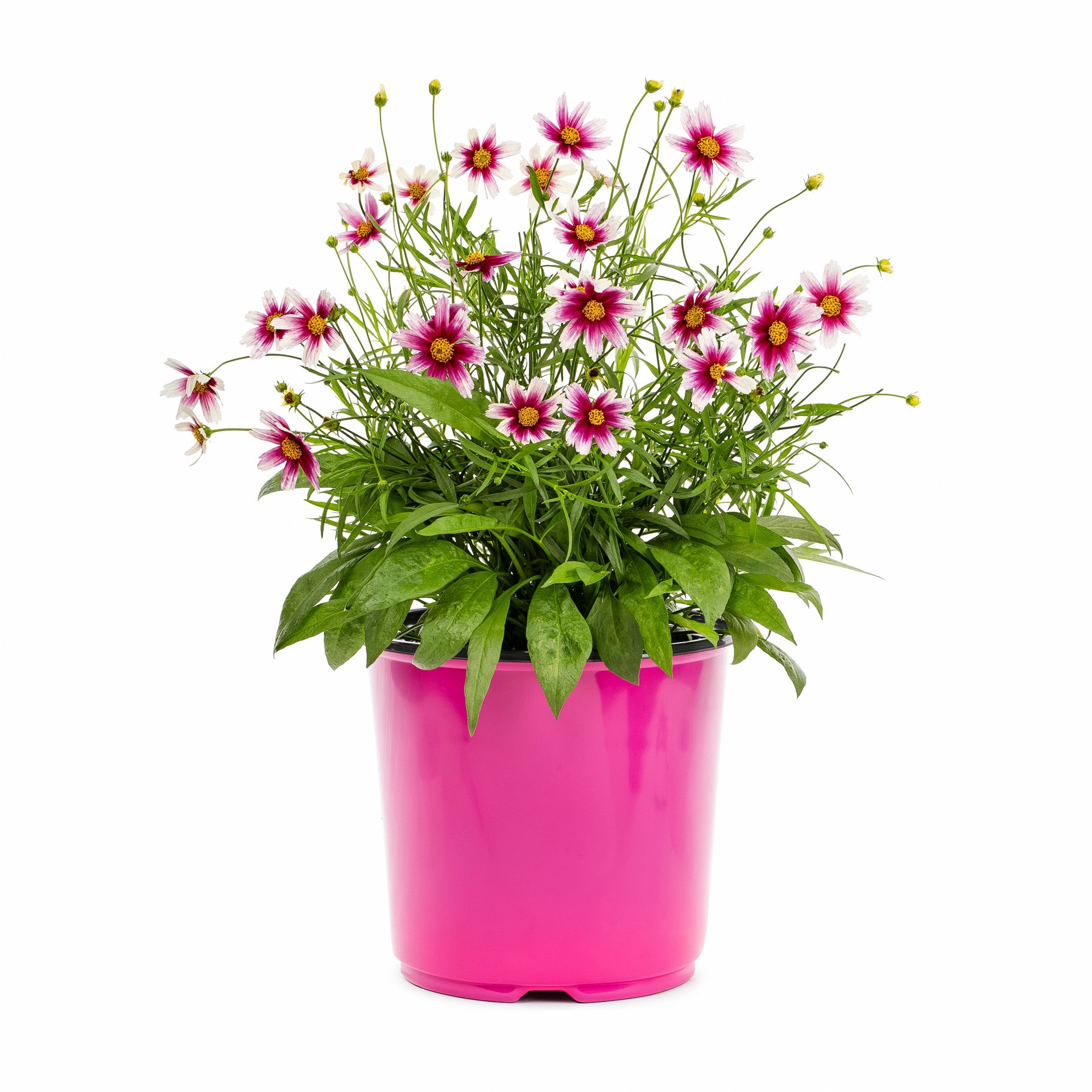 slide 3 of 6, Lowe's Multicolor Coreopsis Plant in 1.5-Gallon (s) Pot, 1 ct