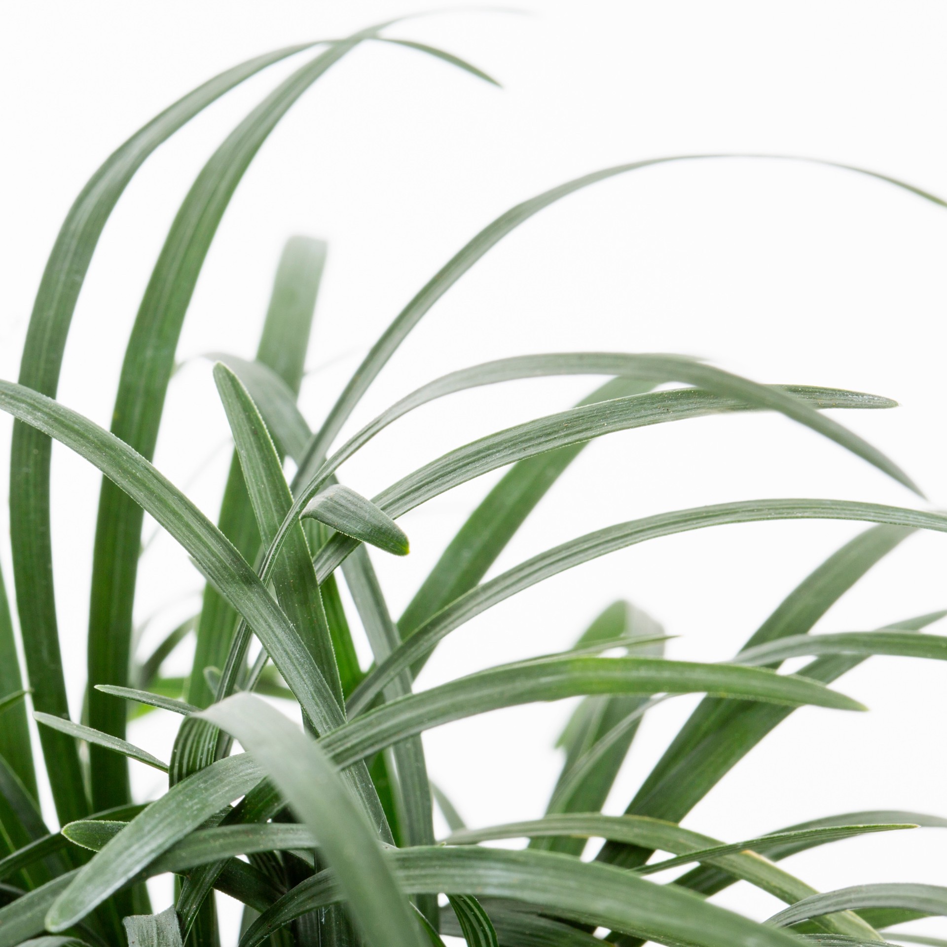 slide 2 of 2, Lowe's White Mondo Grass Plant in 1-Pint Pot, 1 ct