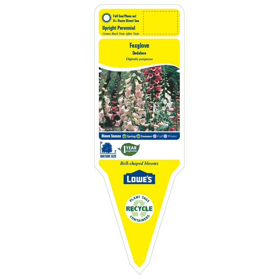 slide 2 of 3, Lowe's Multicolor Foxglove Plant in 1 -Gallon Pot, 1 ct