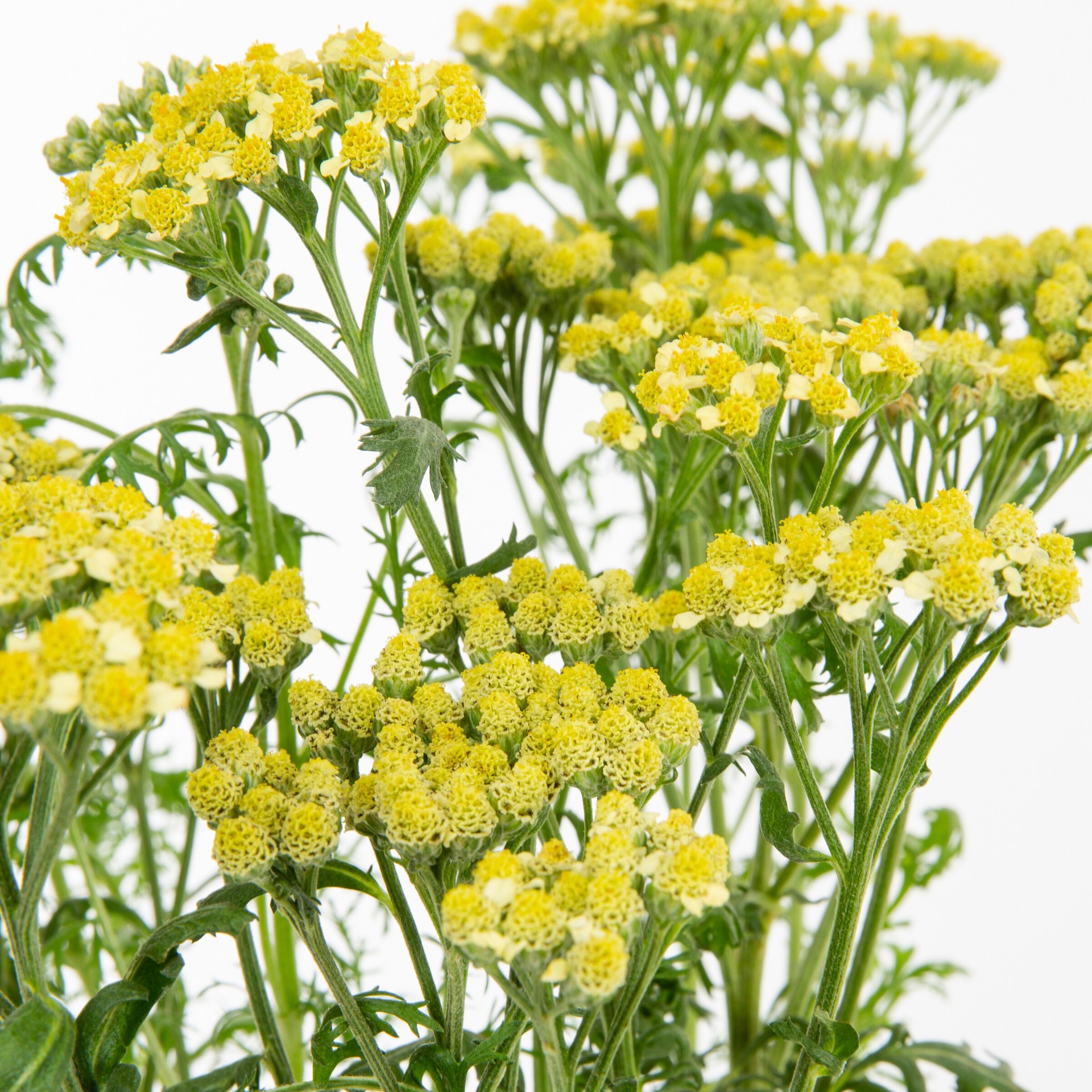 slide 2 of 3, Lowe's Multicolor Yarrow Plant in 1-Quart Pot, 1 ct