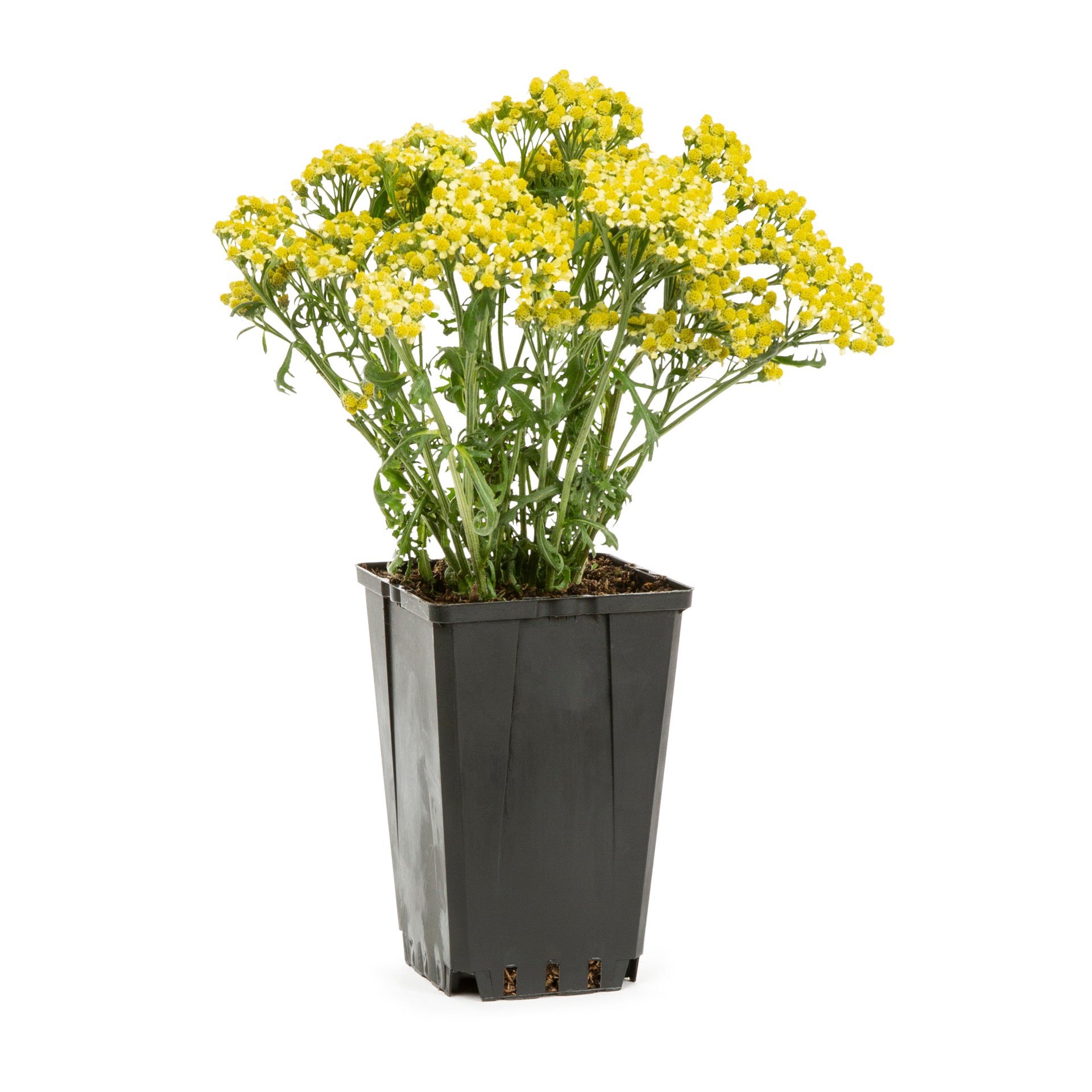 slide 1 of 3, Lowe's Multicolor Yarrow Plant in 1-Quart Pot, 1 ct