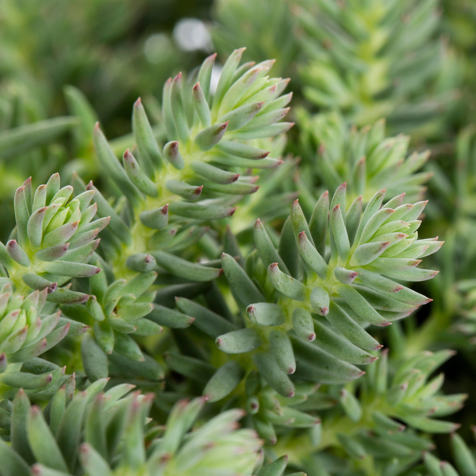 slide 2 of 4, Lowe's Multicolor Stonecrop Plant in 6 -Pack Tray 1 -Pack, 1 ct