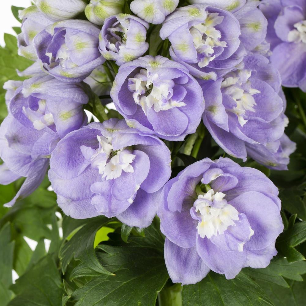 slide 2 of 4, Lowe's Multicolor Larkspur Plant in 1.5-Gallon (s) Pot, 1 ct