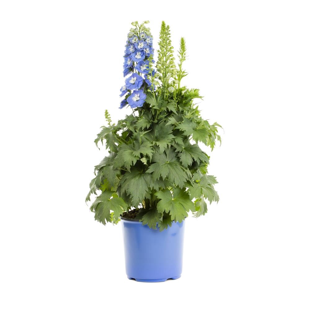 slide 3 of 4, Lowe's Multicolor Larkspur Plant in 1.5-Gallon (s) Pot, 1 ct