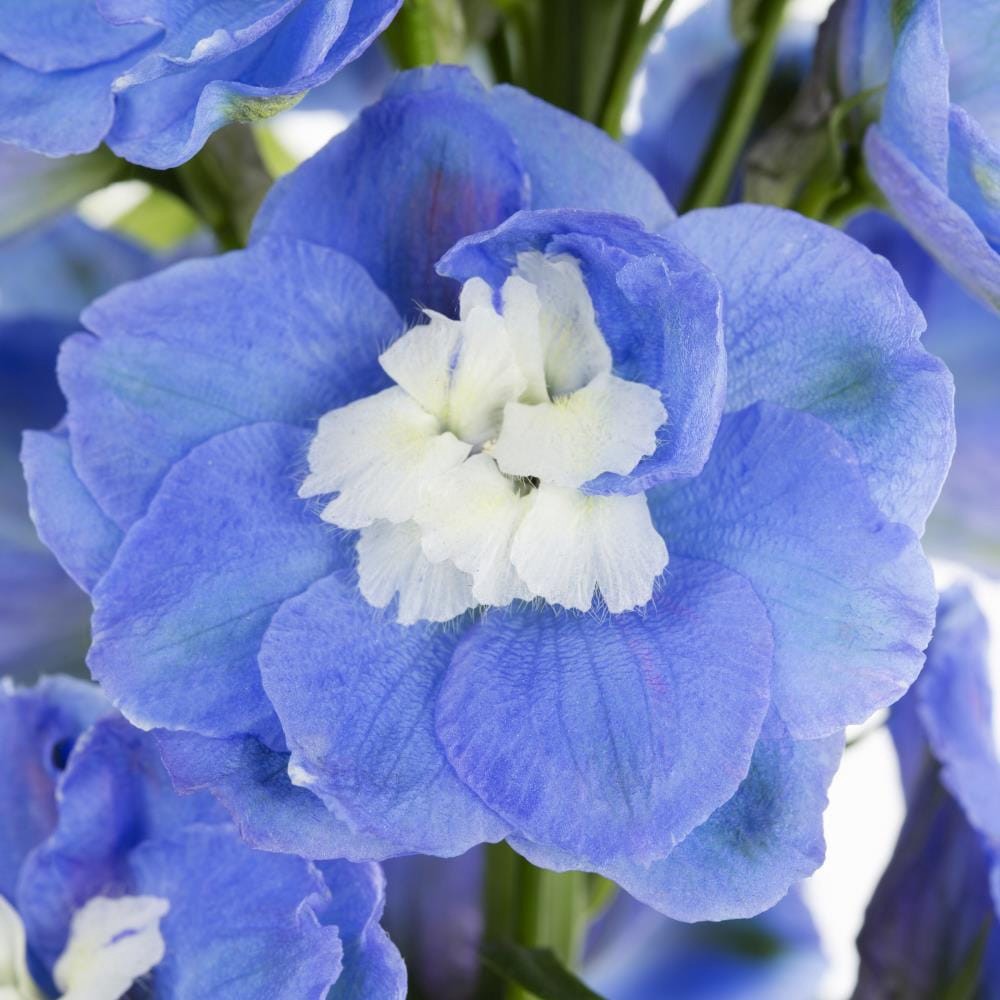 slide 4 of 4, Lowe's Multicolor Larkspur Plant in 1.5-Gallon (s) Pot, 1 ct