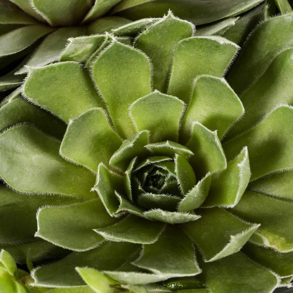 slide 2 of 2, Lowe's Multicolor Hardy Hens and Chicks Plant in 2.5 -Quart Pot 1.0 -Pack, 1 ct