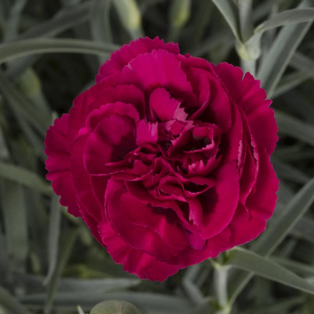 slide 2 of 4, Lowe's Multicolor Dianthus Plant in 1.5-Gallon (s) Pot, 1 ct
