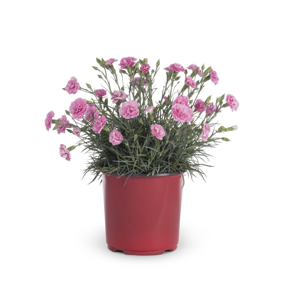 slide 3 of 4, Lowe's Multicolor Dianthus Plant in 1.5-Gallon (s) Pot, 1 ct