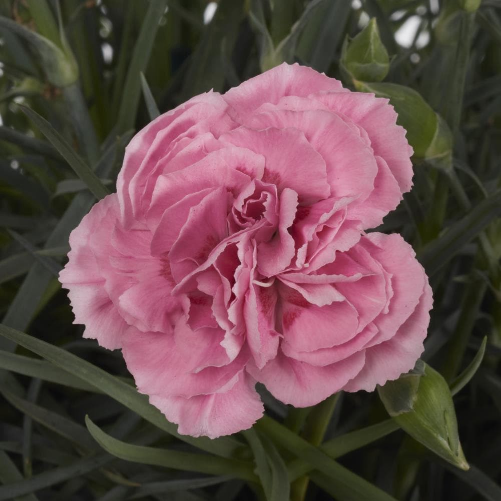 slide 4 of 4, Lowe's Multicolor Dianthus Plant in 1.5-Gallon (s) Pot, 1 ct