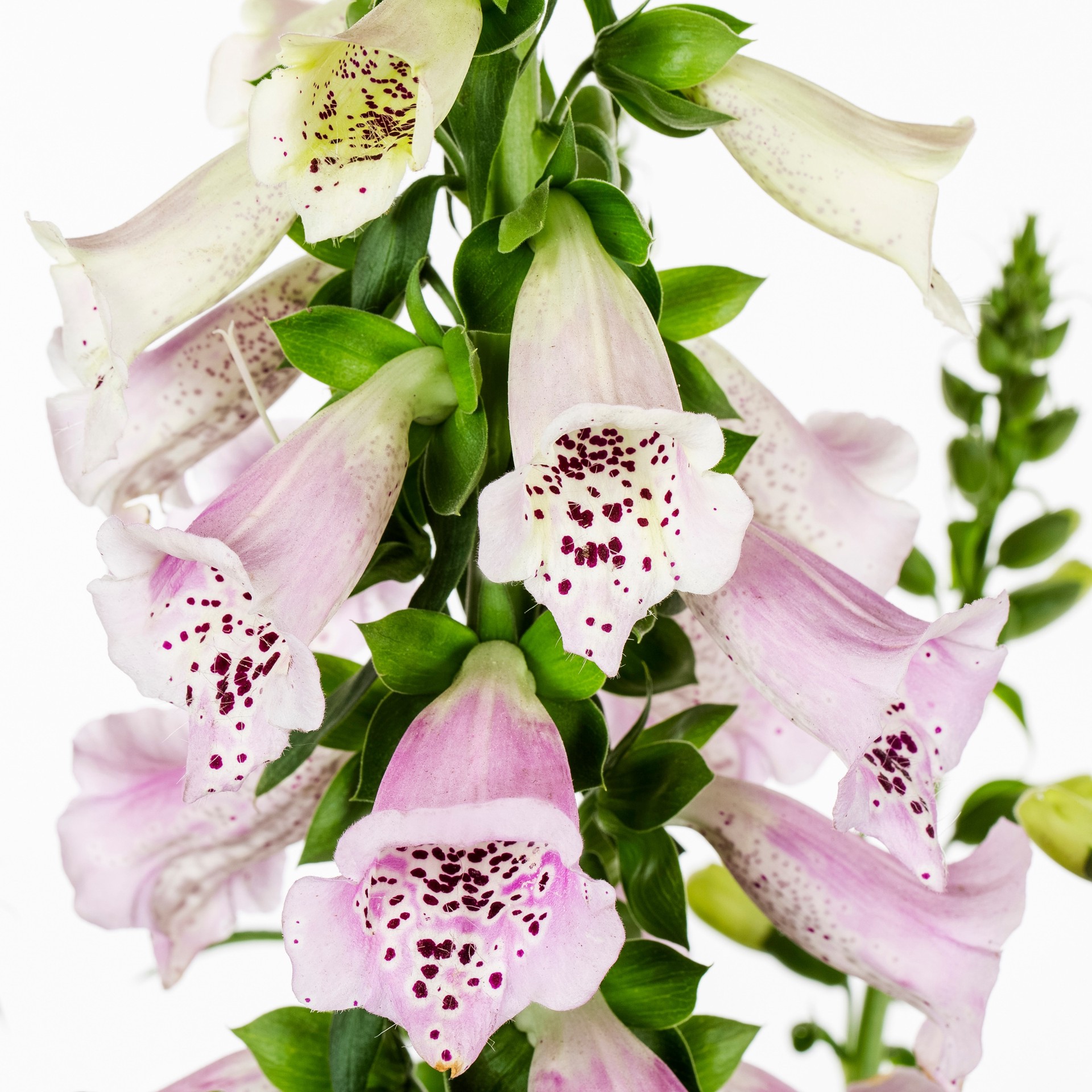 slide 4 of 5, Lowe's Multicolor Foxglove Plant in 1.5-Gallon (s) Pot, 1 ct