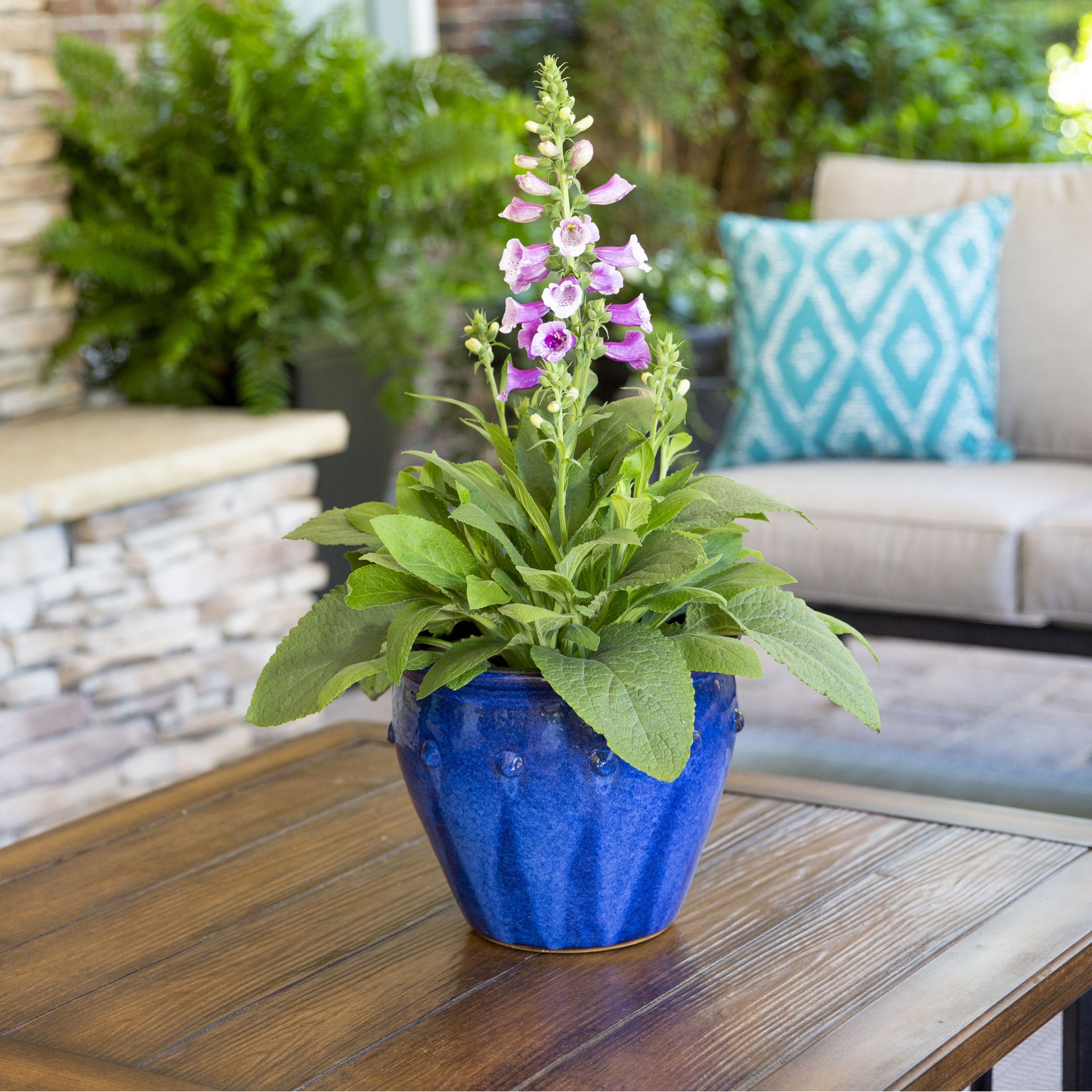 slide 5 of 5, Lowe's Multicolor Foxglove Plant in 1.5-Gallon (s) Pot, 1 ct