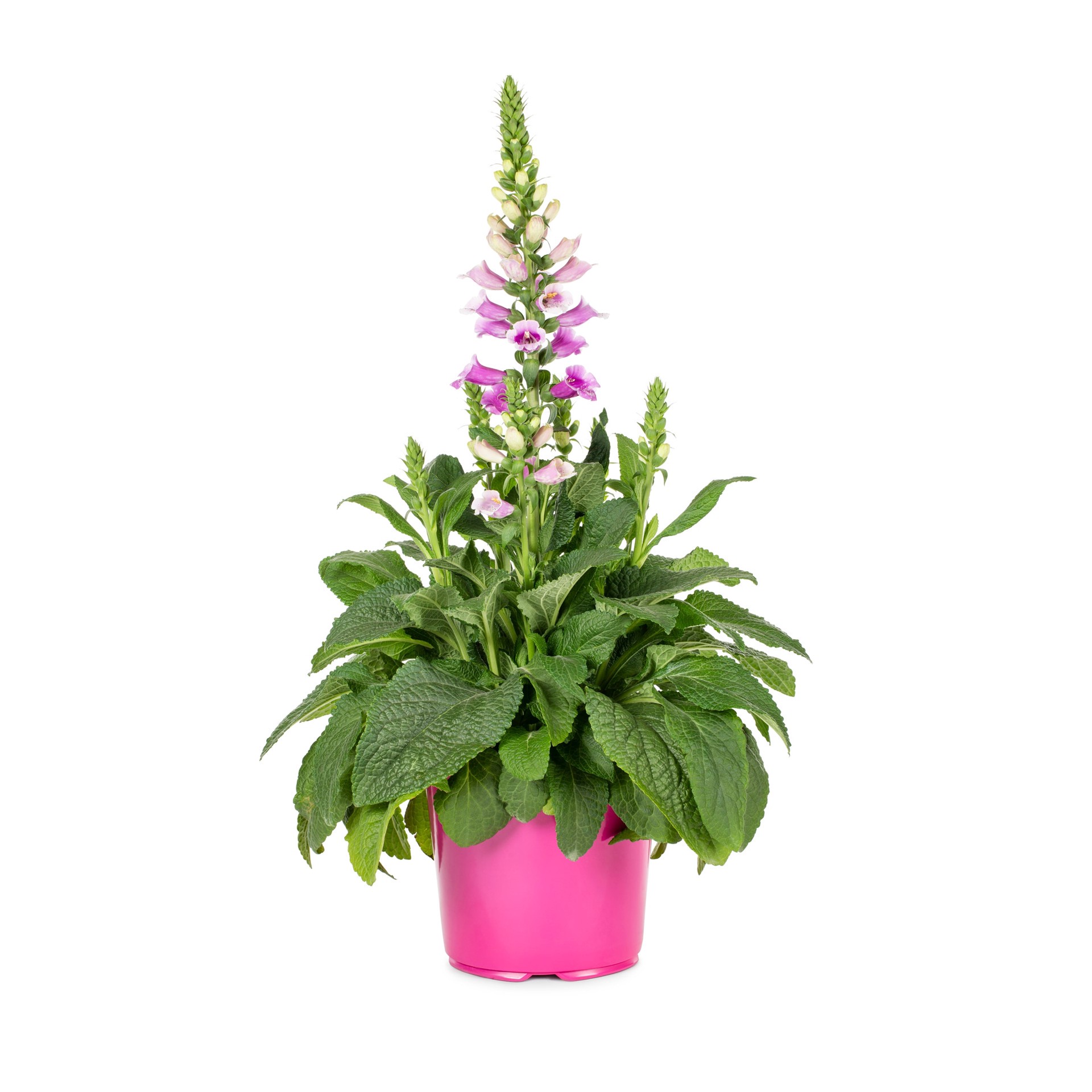slide 1 of 5, Lowe's Multicolor Foxglove Plant in 1.5-Gallon (s) Pot, 1 ct