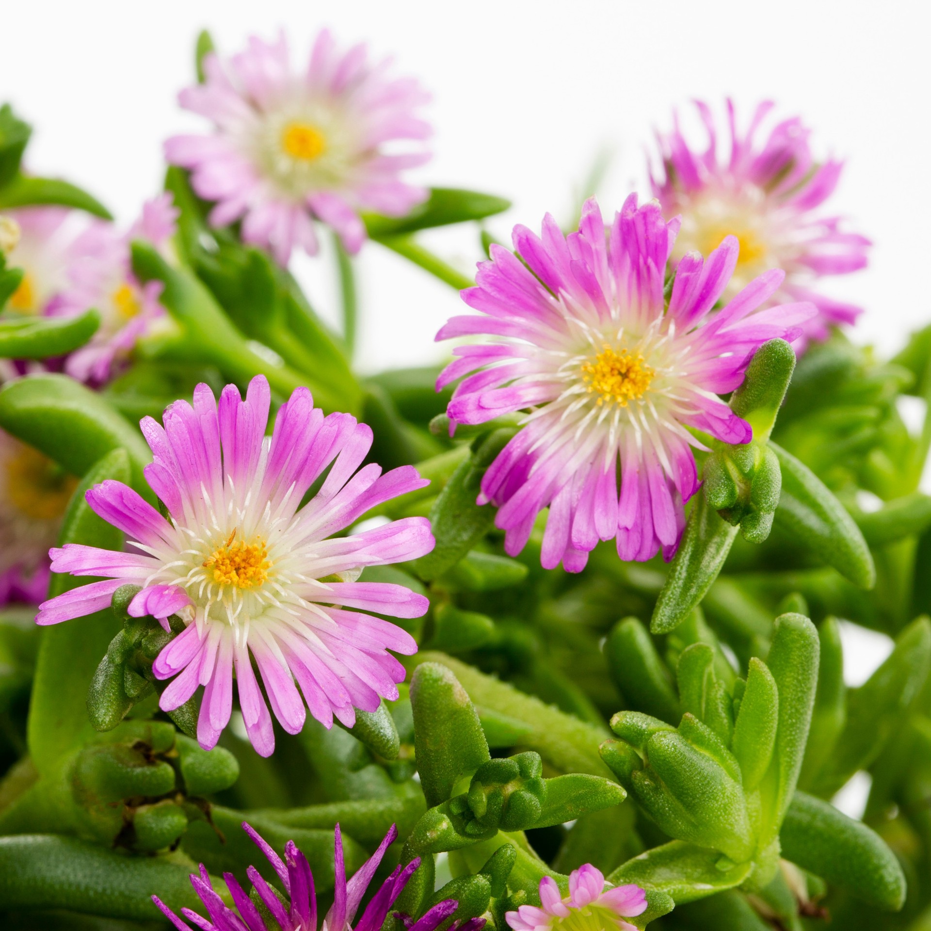slide 2 of 4, Lowe's Multicolor Ice Plant in 2.5-Quart Pot, 1 ct