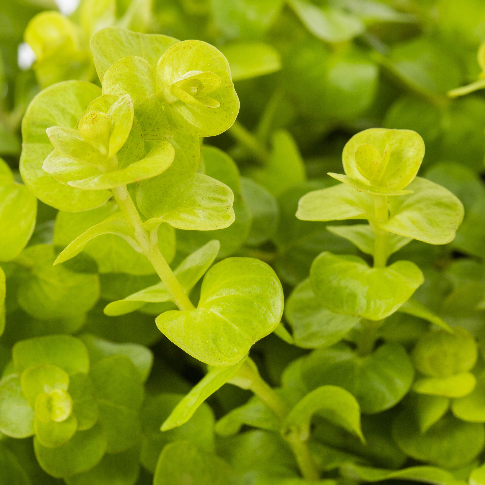 slide 2 of 2, Lowe's Yellow Creeping Jenny Plant in 6 -Pack Tray 1.0 -Pack, 1 ct
