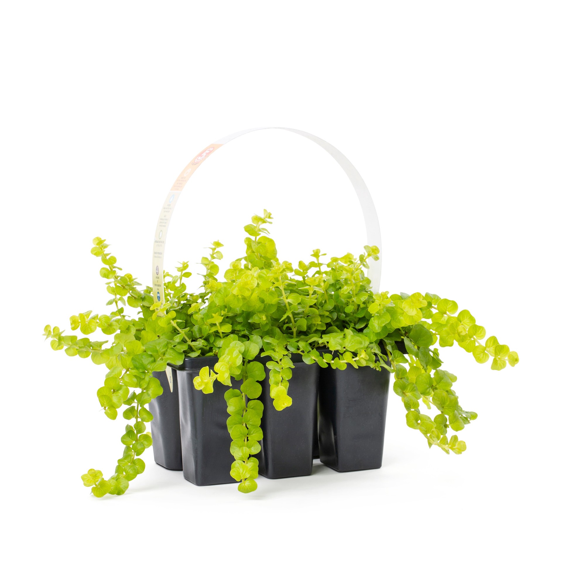 slide 1 of 2, Lowe's Yellow Creeping Jenny Plant in 6 -Pack Tray 1.0 -Pack, 1 ct
