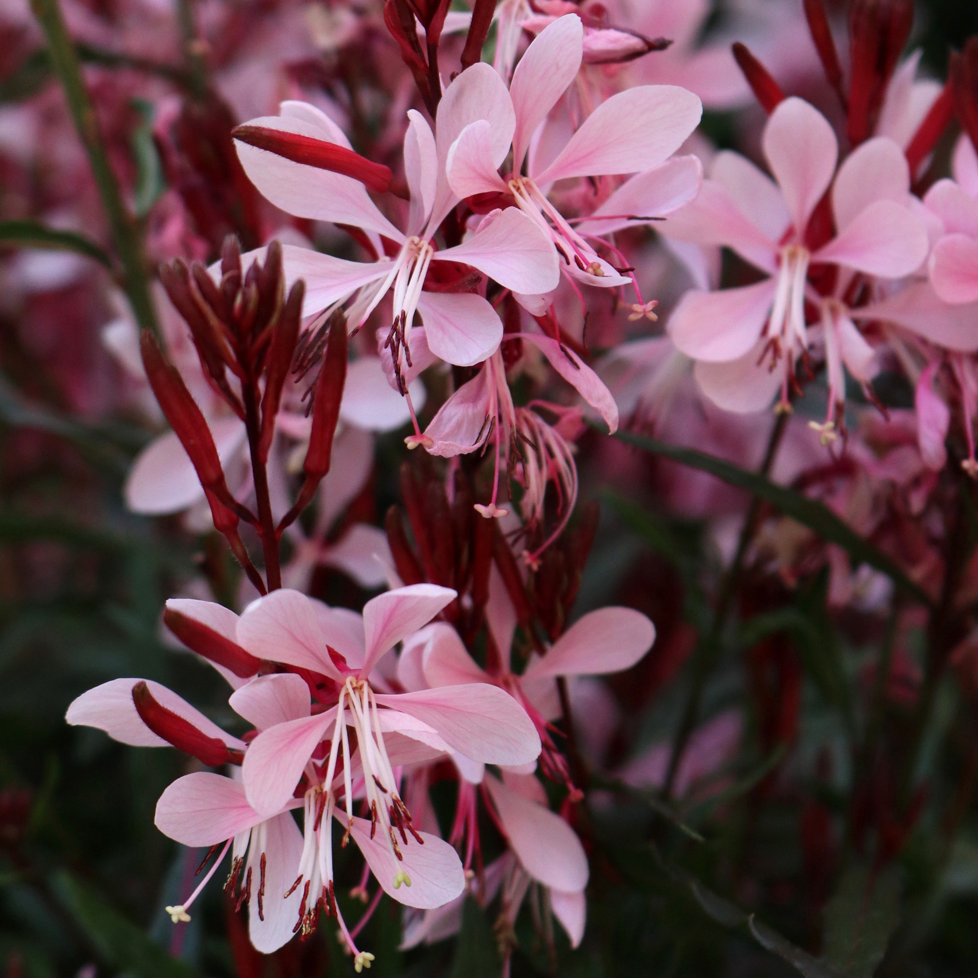 slide 2 of 5, Lowe's Multicolor Gaura Plant in 1-Gallon Pot, 1 ct