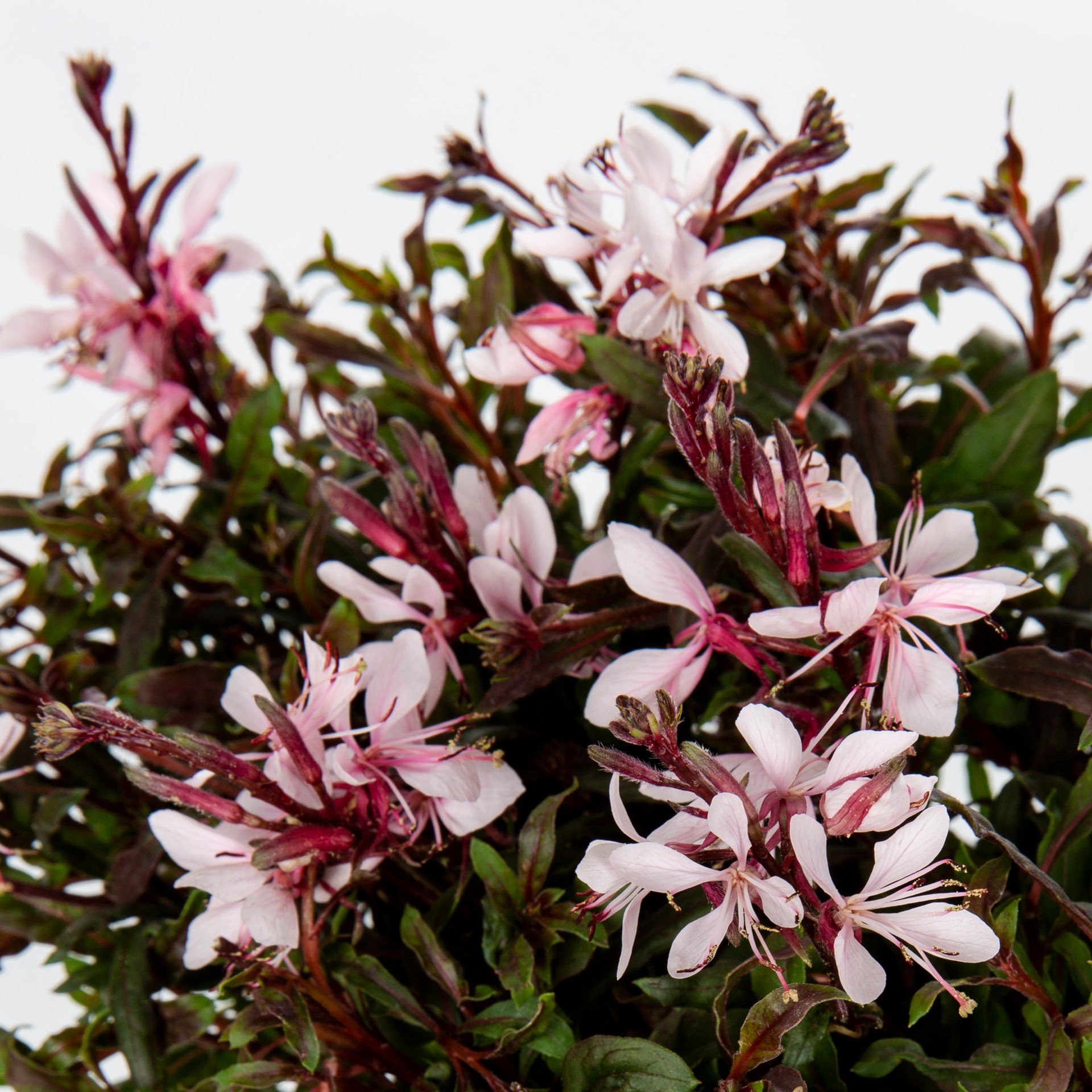 slide 3 of 5, Lowe's Multicolor Gaura Plant in 1-Gallon Pot, 1 ct