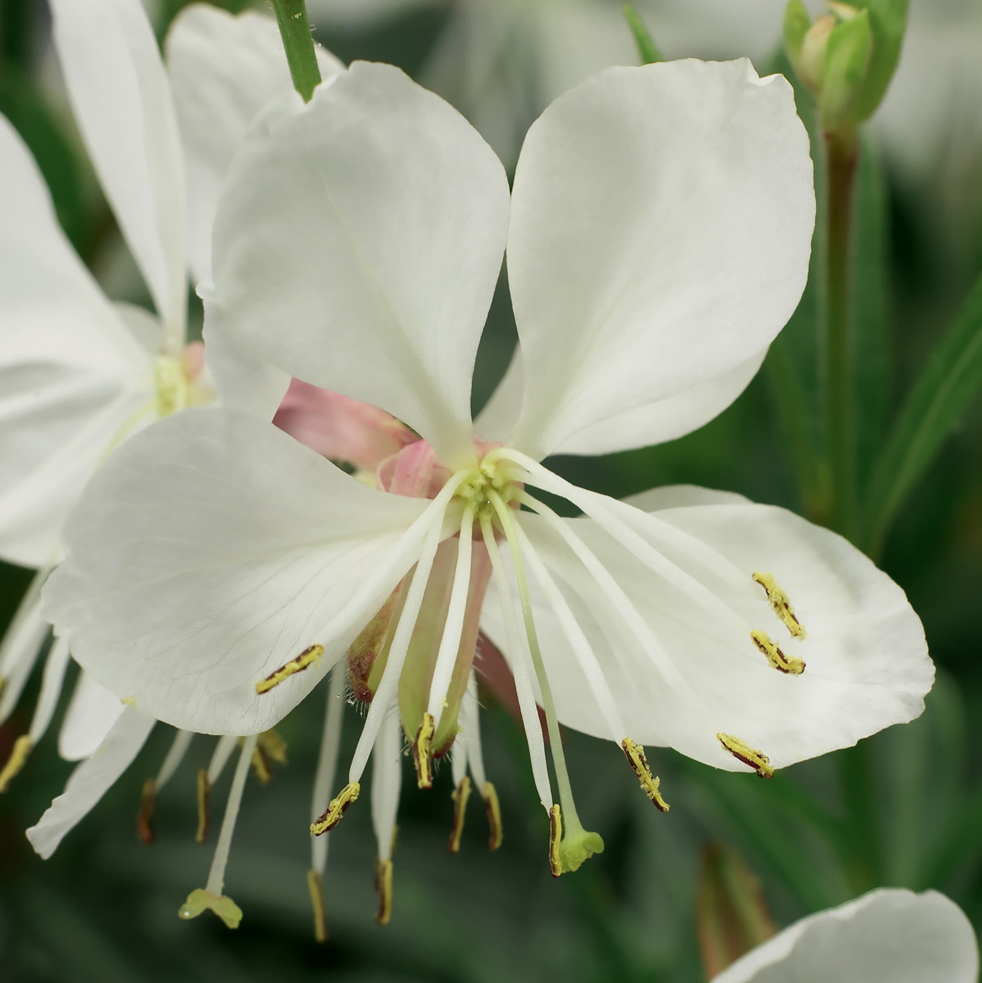slide 4 of 5, Lowe's Multicolor Gaura Plant in 1-Gallon Pot, 1 ct