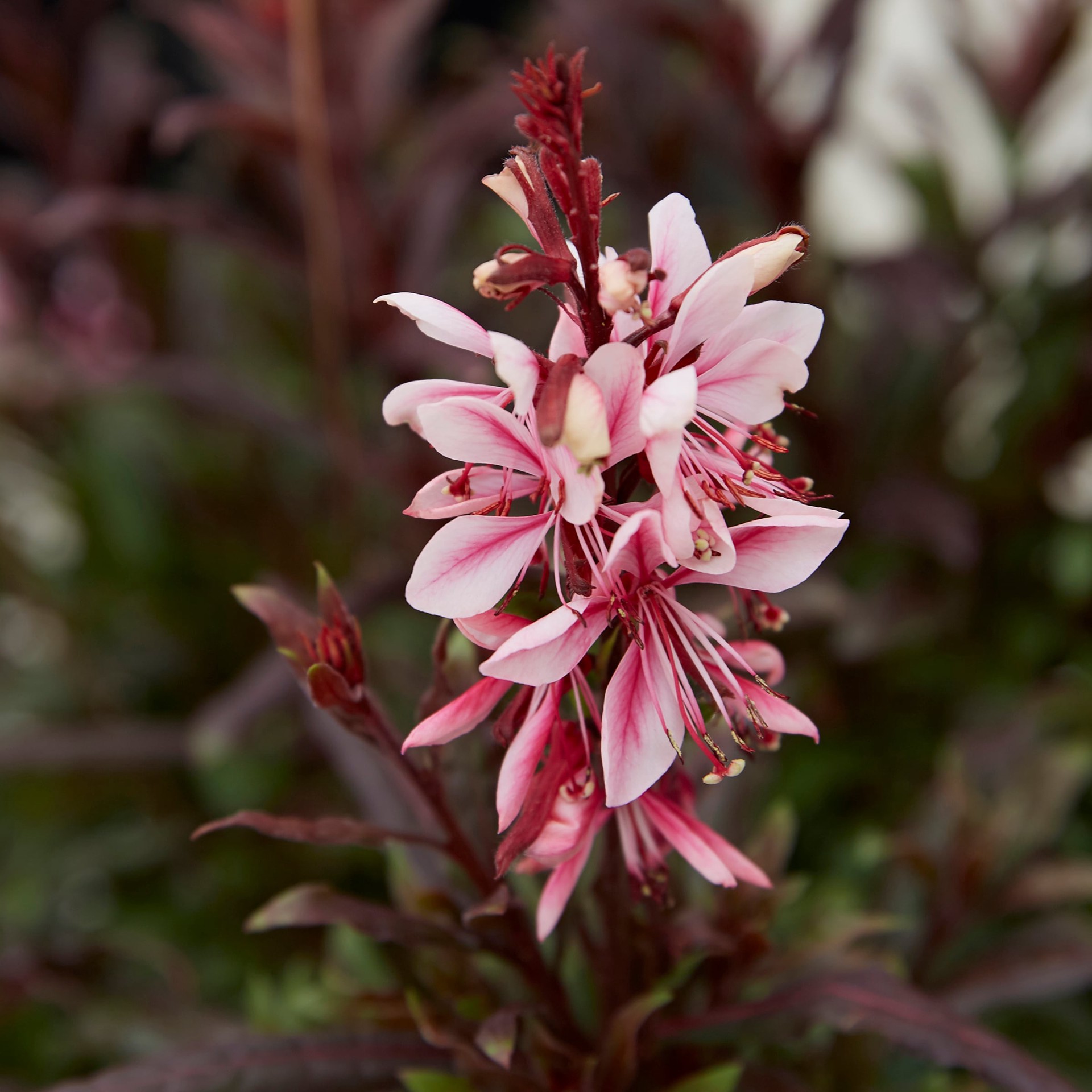 slide 5 of 5, Lowe's Multicolor Gaura Plant in 1-Gallon Pot, 1 ct