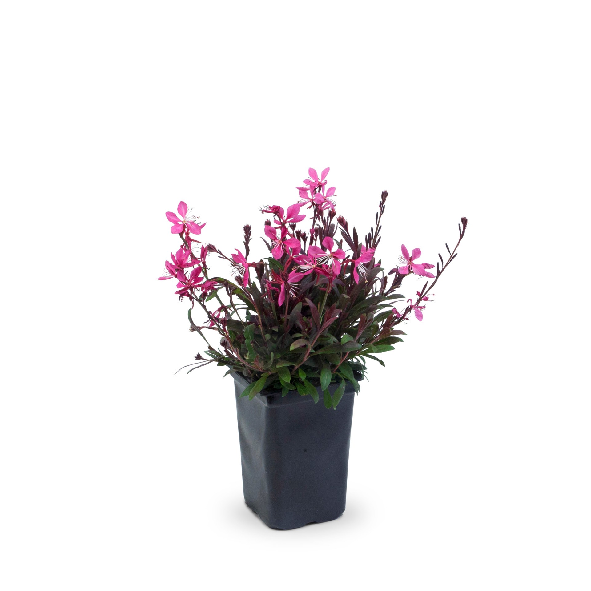 slide 1 of 5, Lowe's Multicolor Gaura Plant in 1-Gallon Pot, 1 ct