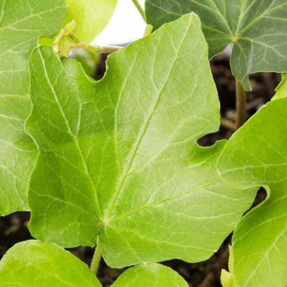 slide 2 of 2, Lowe's English Ivy Plant in 6 -Pack Tray, 1 ct