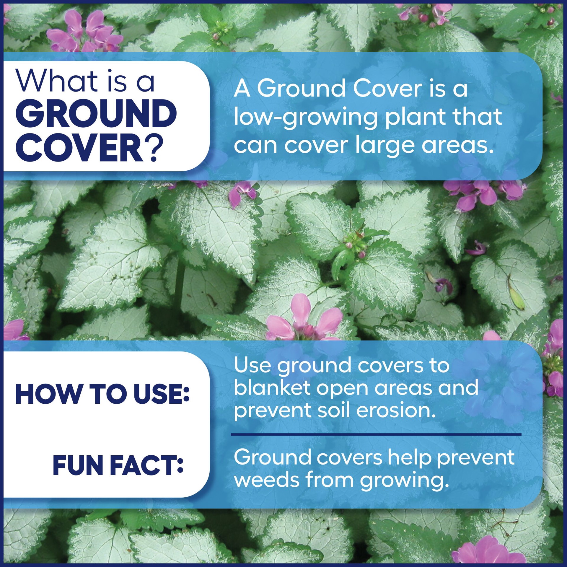 slide 3 of 4, Lowe's Blue Carpet Bugleweed Plant in 2 -Quart Pot 1 -Pack, 1 ct