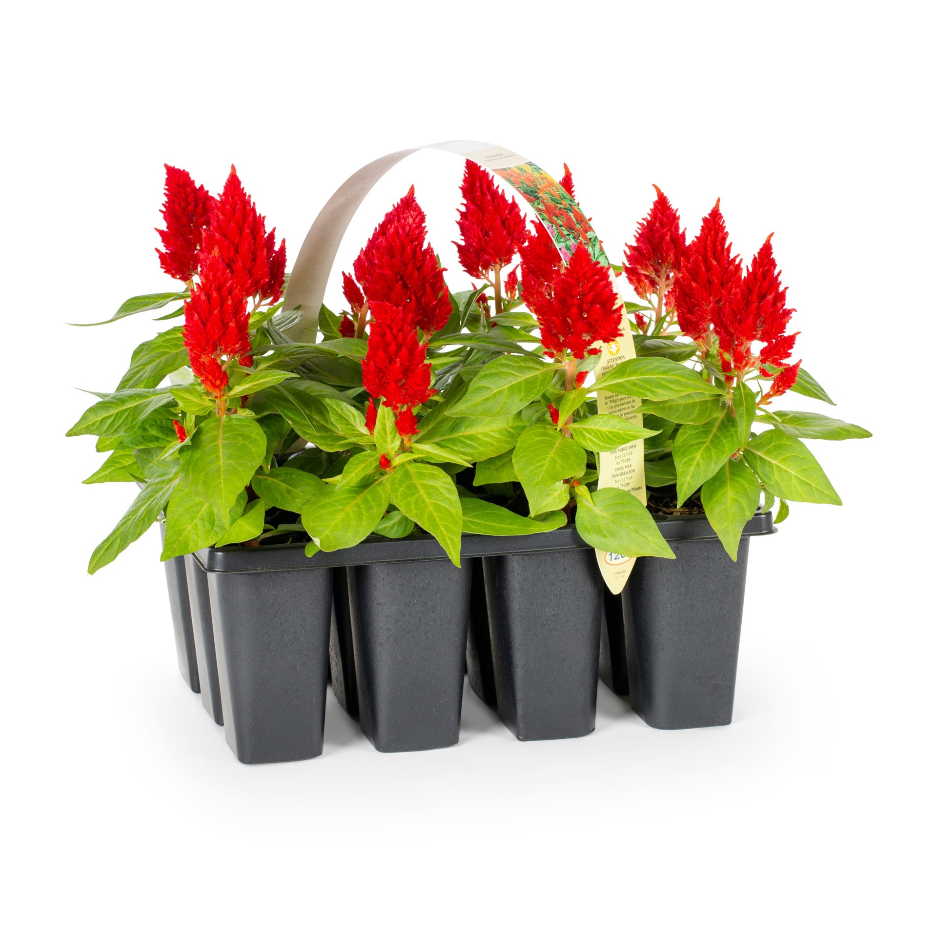 slide 3 of 6, Lowe's Multicolor Cockscomb in 12-Pack Tray, 1 ct