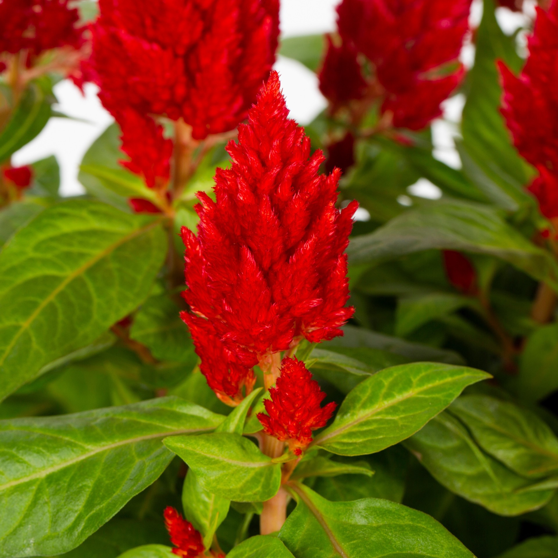 slide 4 of 6, Lowe's Multicolor Cockscomb in 12-Pack Tray, 1 ct