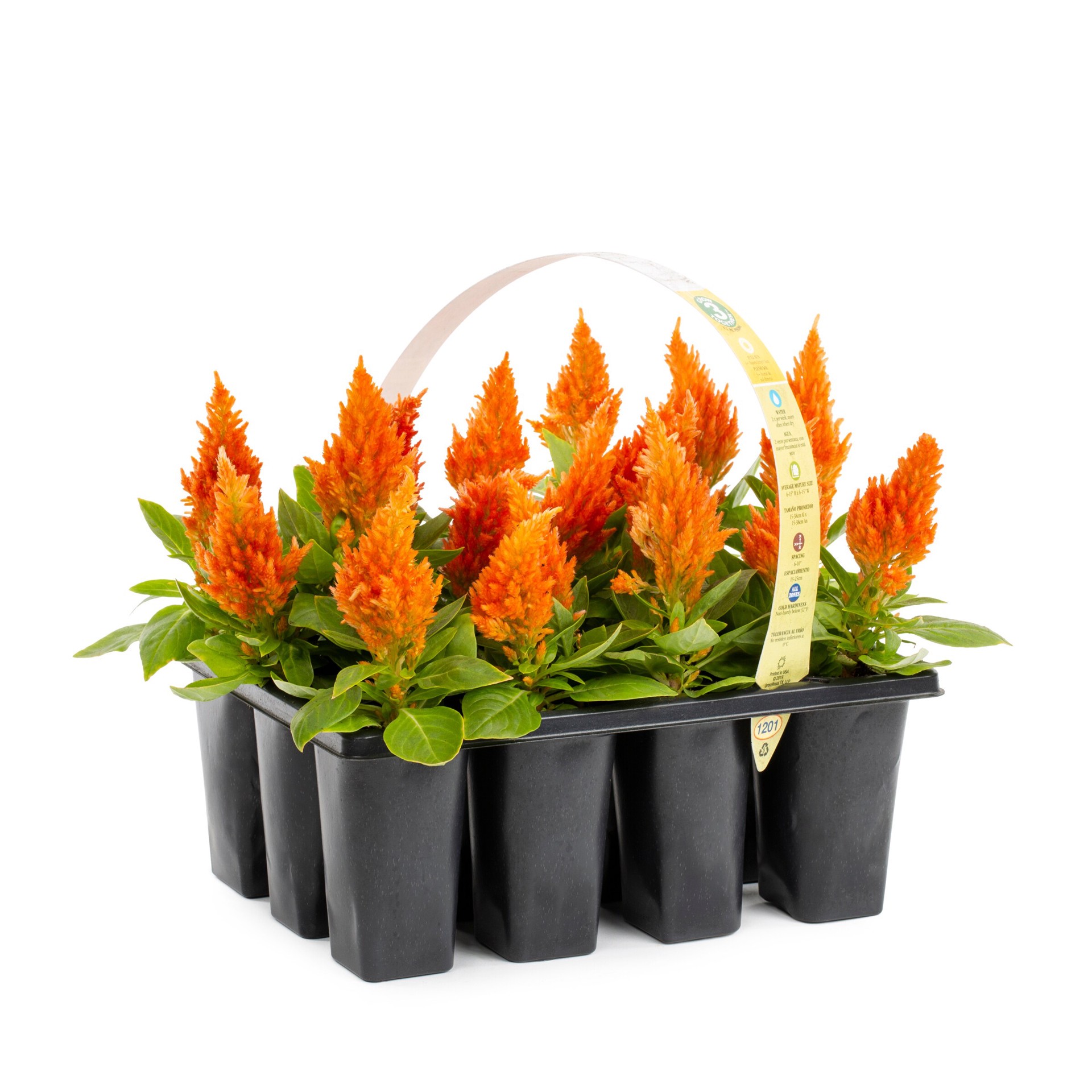 slide 5 of 6, Lowe's Multicolor Cockscomb in 12-Pack Tray, 1 ct