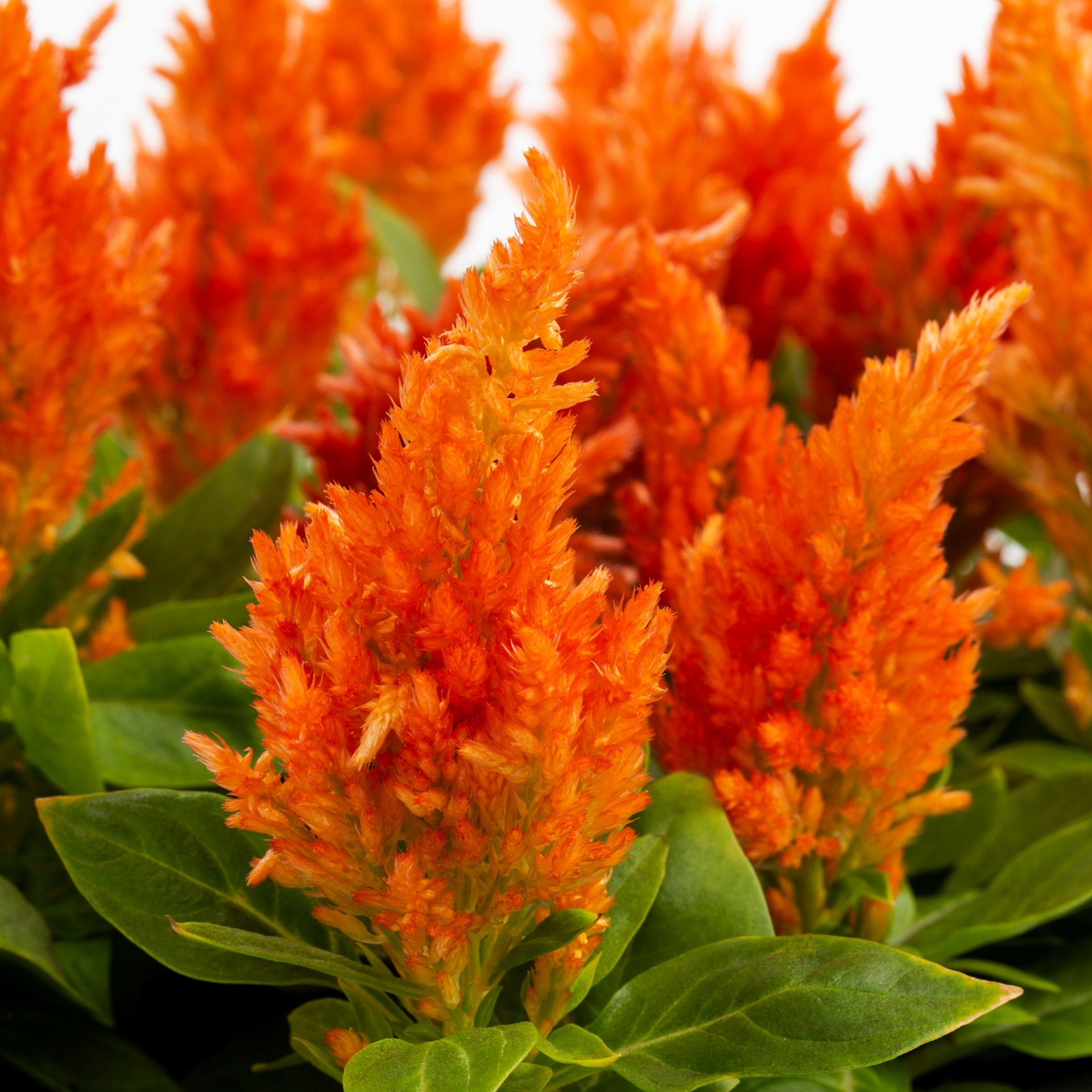 slide 6 of 6, Lowe's Multicolor Cockscomb in 12-Pack Tray, 1 ct