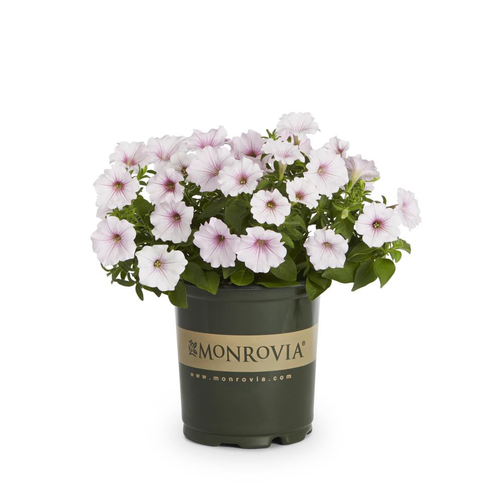 slide 2 of 4, Monrovia Multicolor Petunia in 2.5-Quart Pot, 1 ct