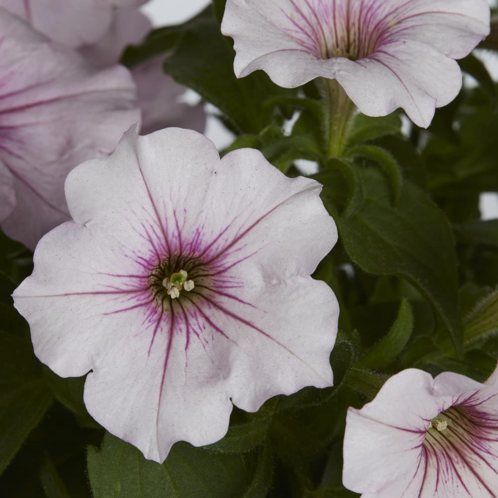 slide 3 of 4, Monrovia Multicolor Petunia in 2.5-Quart Pot, 1 ct
