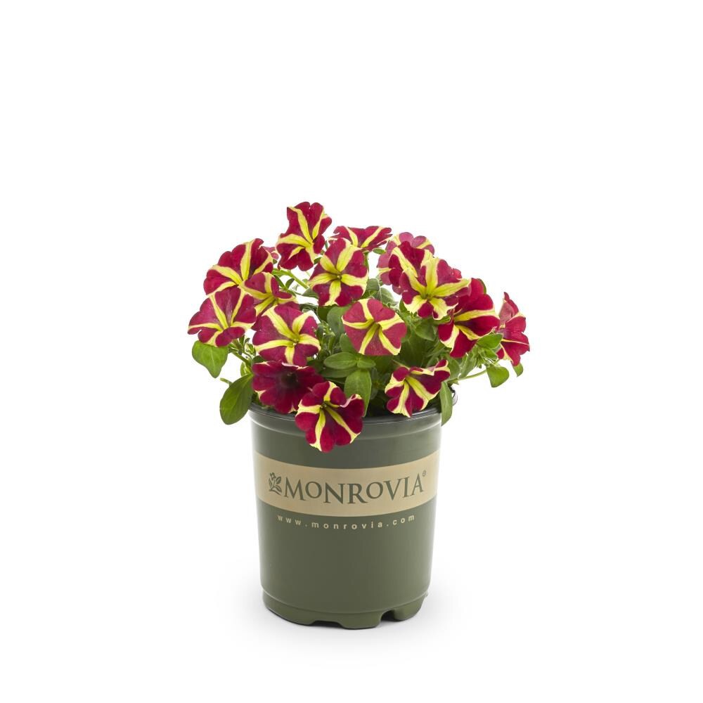 slide 1 of 4, Monrovia Multicolor Petunia in 2.5-Quart Pot, 1 ct