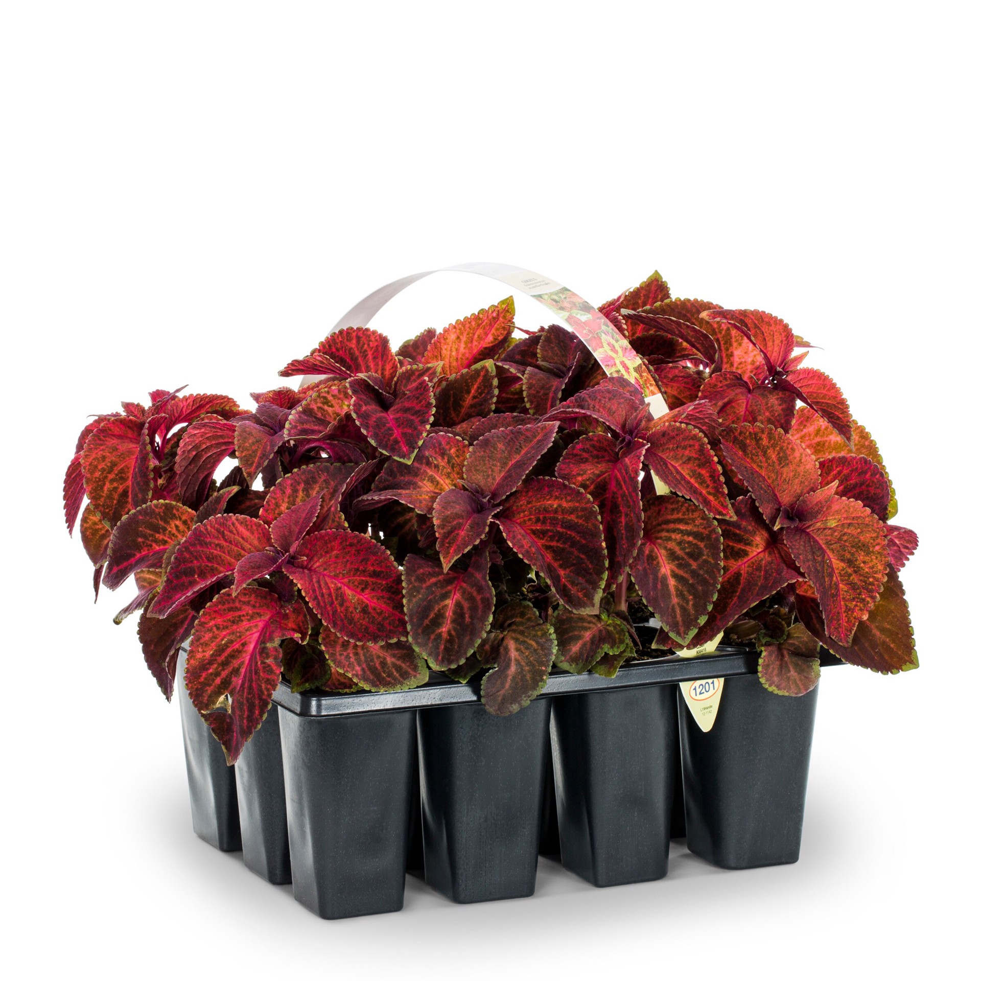 slide 4 of 6, Lowe's Multicolor Coleus in 12-Pack Tray, 1 ct
