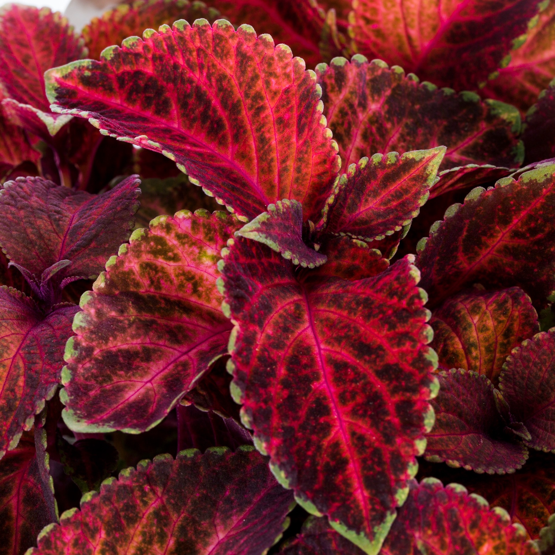 slide 3 of 6, Lowe's Multicolor Coleus in 12-Pack Tray, 1 ct