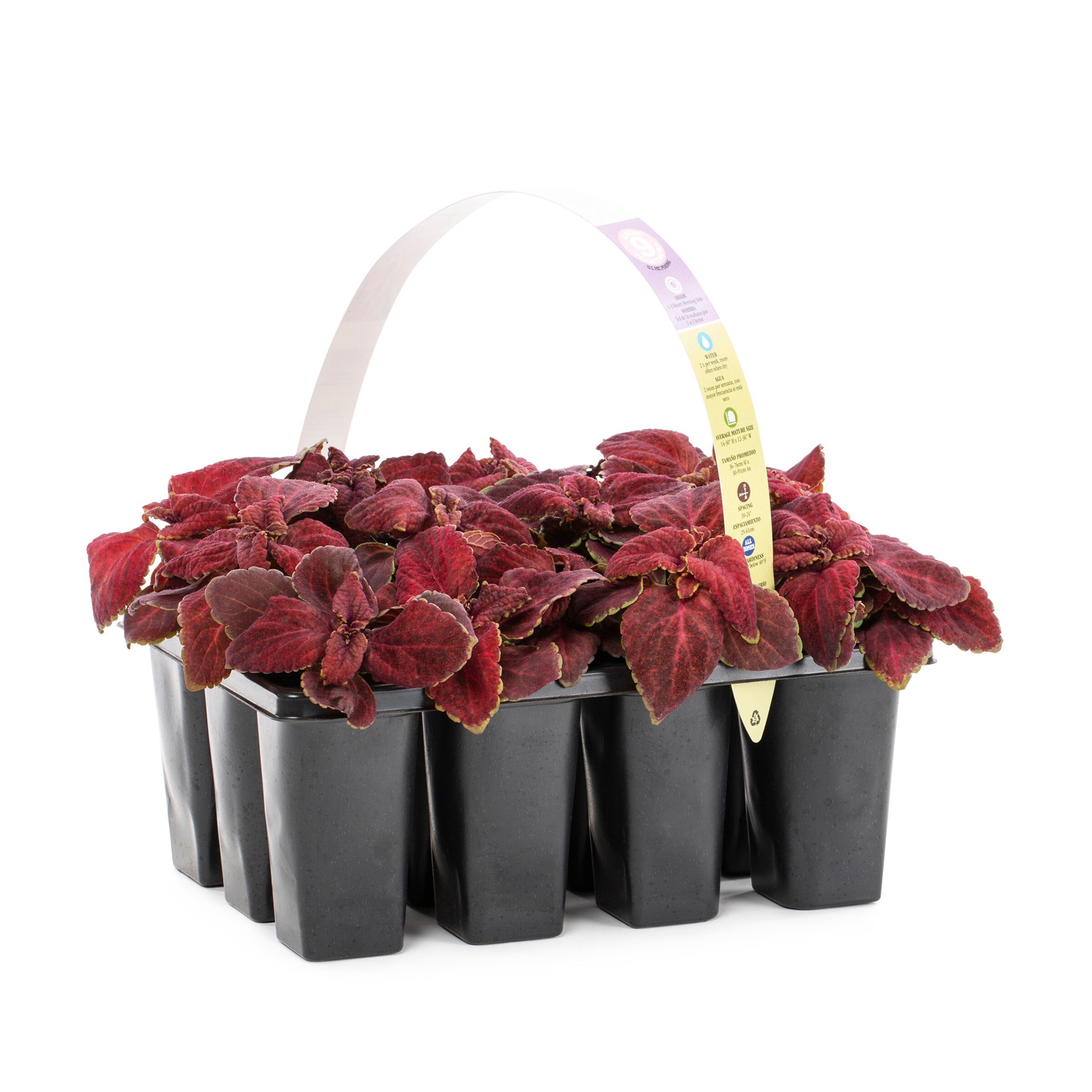 slide 6 of 6, Lowe's Multicolor Coleus in 12-Pack Tray, 1 ct