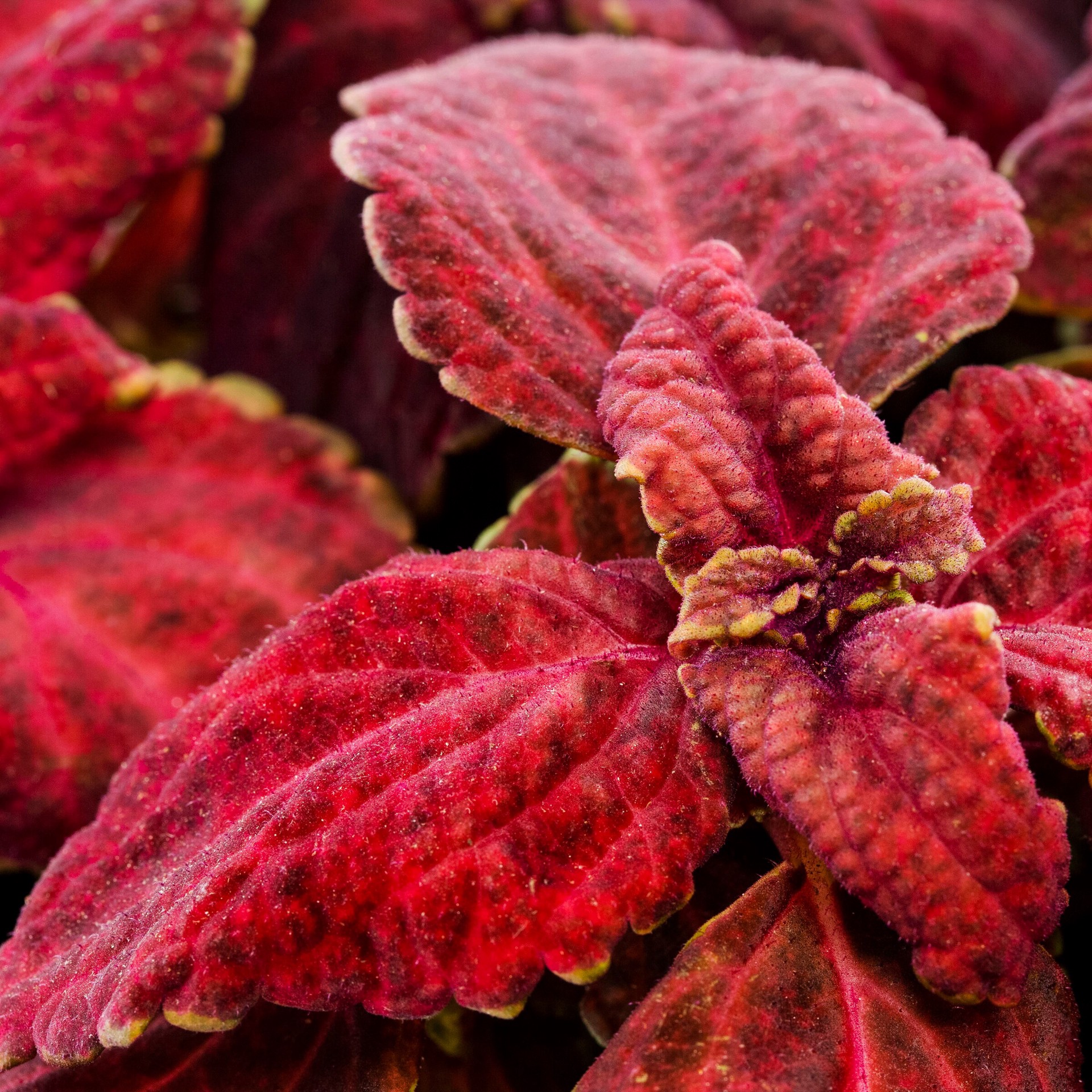 slide 5 of 6, Lowe's Multicolor Coleus in 12-Pack Tray, 1 ct