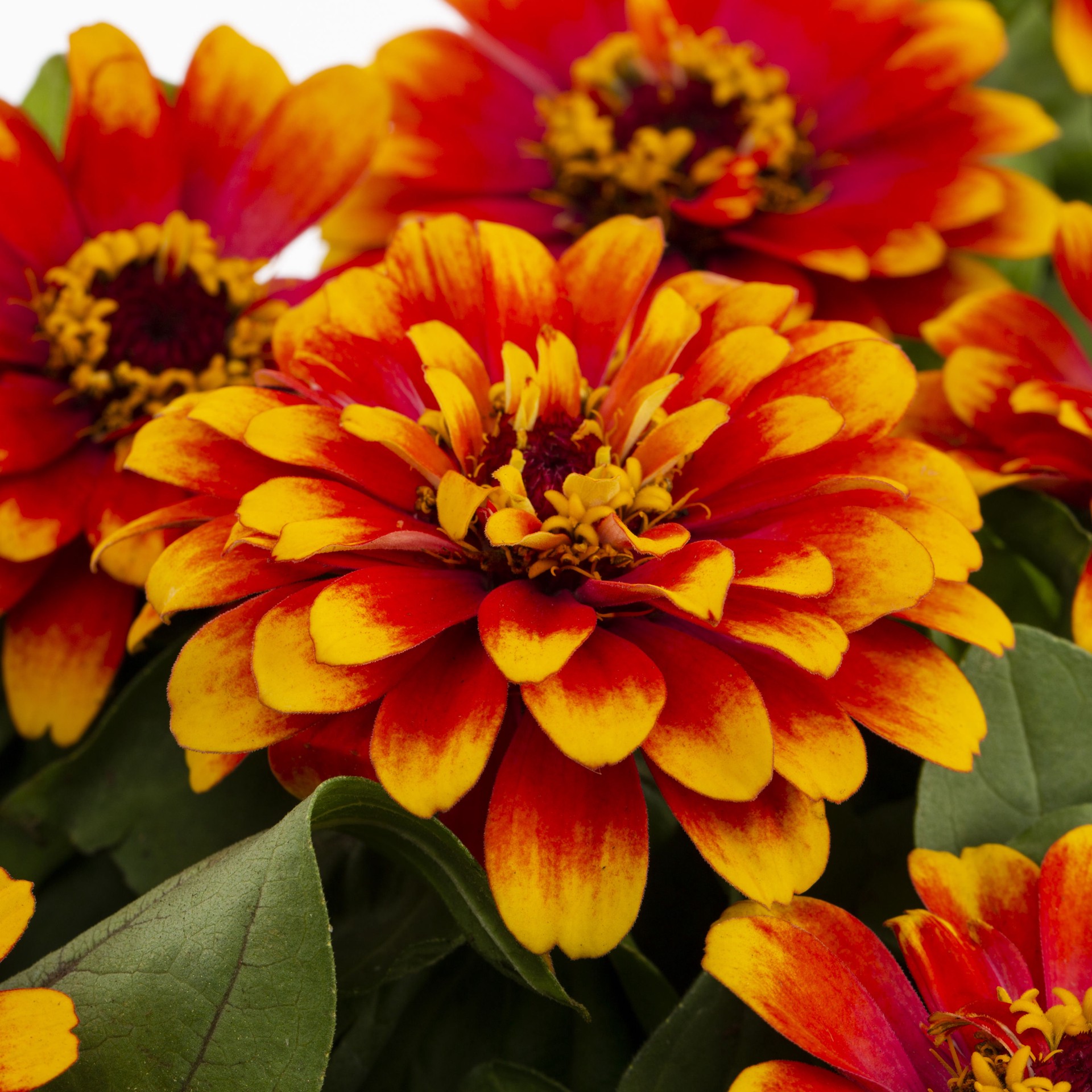 slide 2 of 4, Lowe's Multicolor Zinnia in 12-Pack Tray, 1 ct