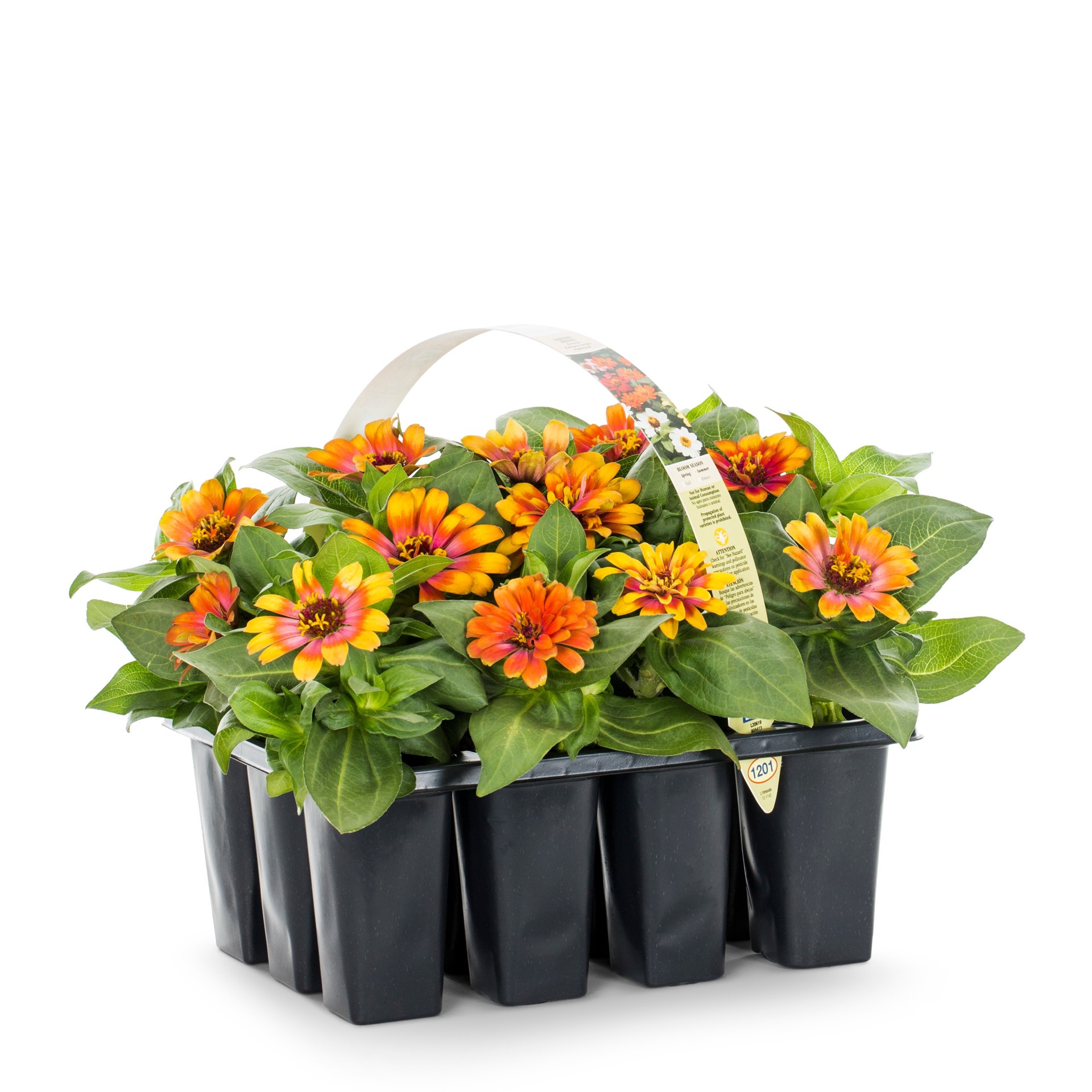 slide 3 of 4, Lowe's Multicolor Zinnia in 12-Pack Tray, 1 ct